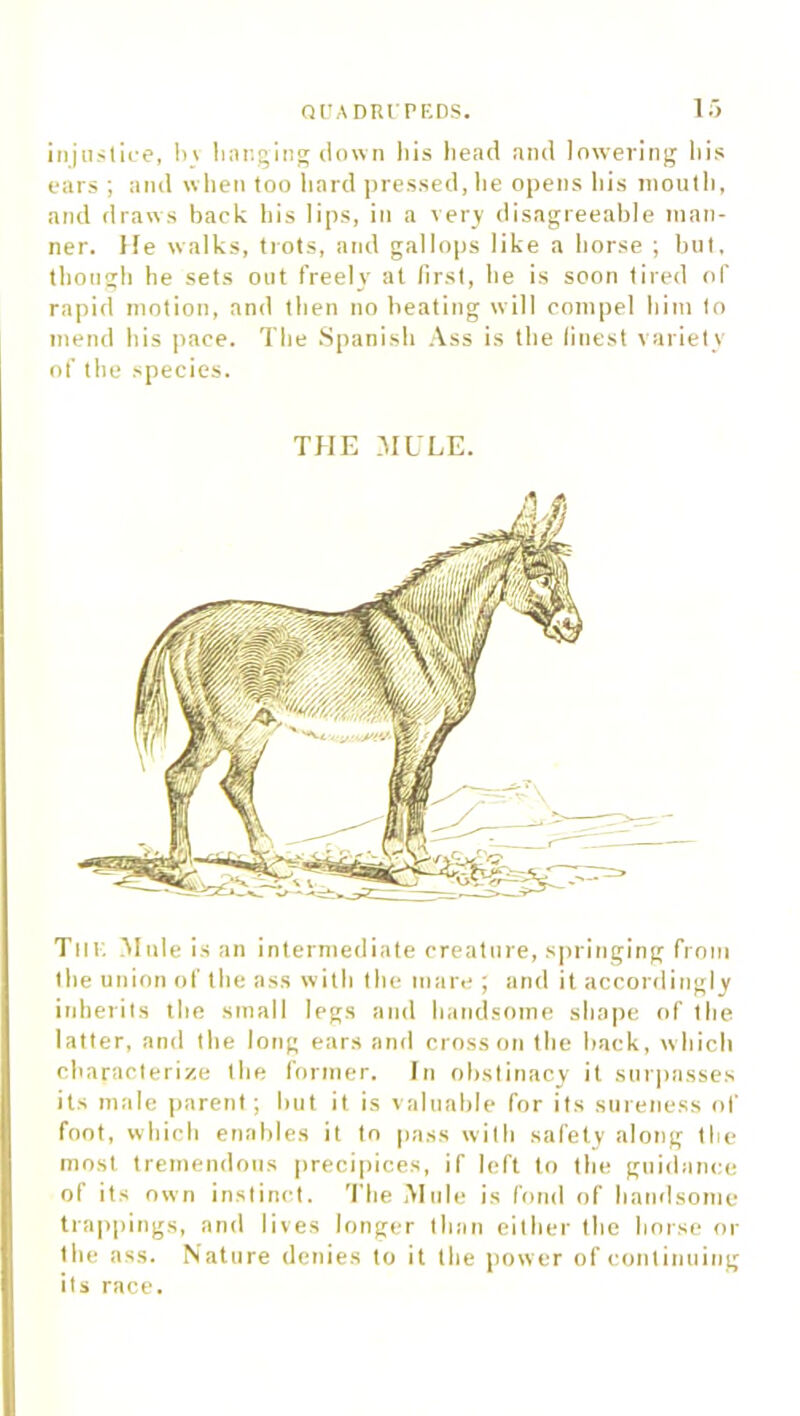 injustice, In hanging down his head and lowering his ears ; and when too hard pressed, he opens his mouth, and draws back his lips, in a very disagreeable man- ner. He walks, trots, and gallops like a horse ; but, though he sets out freely' at first, he is soon tired of rapid motion, and then no beating will compel him to mend his pace. The Spanish Ass is the finest variety of the species. THE MULE. Till. Mule is an intermediate creature, springing from the union of the ass with the mare ; and it accordingly inherits the small legs and handsome shape of the latter, and the long ears and cross on the hack, which characterize the former. In obstinacy it surpasses its male parent ; hut it is valuable for its sureness of foot, which enables it to pass with safety along the most tremendous precipices, if left to the guidance ot its own instinct. The Mule is fond of handsome trappings, and lives longer than either the horse or the ass. Nature denies to it the power of continuing its race.