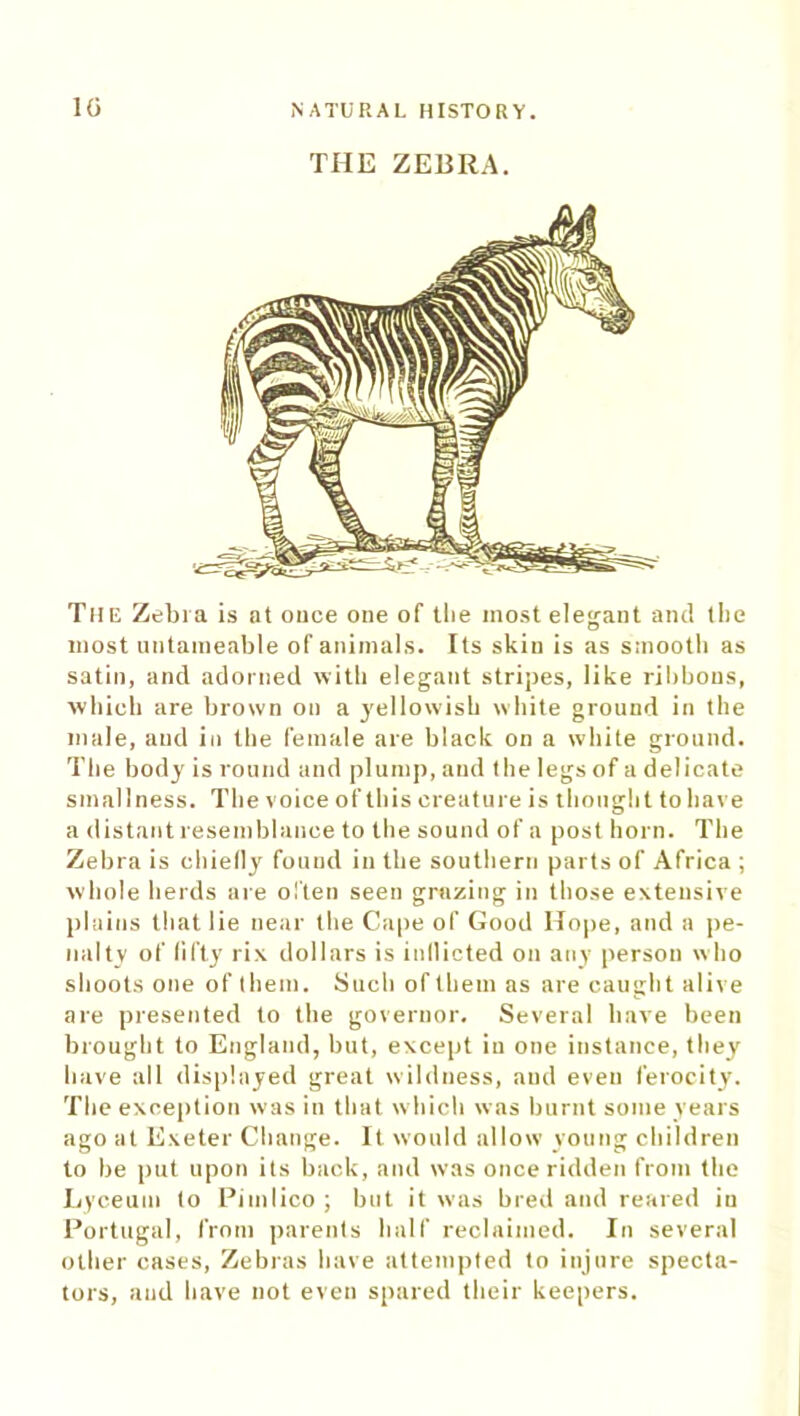 THE ZEBRA. The Zebra is at once one of the most elegant and the most untameable of animals. Its skin is as smooth as satin, and adorned with elegant stripes, like ribbons, which are brown on a yellowish white ground in the male, and in the female are black on a white ground. The body is round and plump, and the legs of a delicate smallness. The voice of this creature is thought to have a distant resemblance to the sound of a post horn. The Zebra is chiefly found in the southern parts of Africa ; whole herds are often seen grazing in those extensive plains that lie near the Cape of Good Hope, and a pe- nalty of fifty rix dollars is inflicted on any person who shoots one of them. Such of them as are caught alive are presented to the governor. Several have been brought to England, but, except in one instance, they have all displayed great wildness, and even ferocity. The exception was in that which was burnt some years ago at Exeter Change. It would allow young children to be put upon its back, and was once ridden from the Lyceum to Pimlico; but it was bred and reared in Portugal, from parents half reclaimed. In several other cases, Zebras have attempted to injure specta- tors, and have not even spared their keepers.