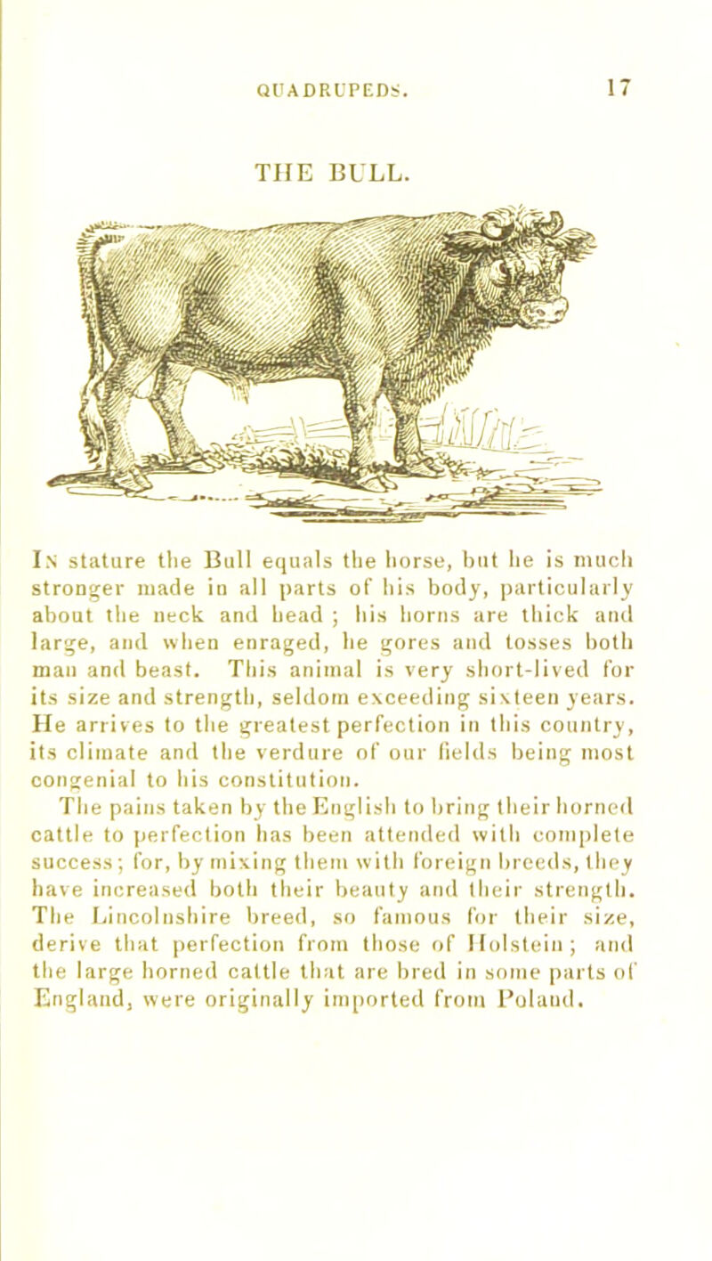 THE BULL. In stature the Bull equals the horse, but he is much stronger made in all parts of his body, particularly about the neck and head ; his horns are thick and large, and when enraged, he gores and tosses botli man and beast. This animal is very short-lived for its size and strength, seldom exceeding sixteen years. He arrives to the greatest perfection in this country, its climate and the verdure of our fields being most congenial to his constitution. The pains taken by the English to bring their horned cattle to perfection has been attended with complete success; for, by mixing them with foreign breeds, they have increased both their beauty and their strength. The Lincolnshire breed, so famous for their size, derive that perfection from those of Holstein; and the large horned cattle that are bred in some parts of England, were originally imported from Poland.