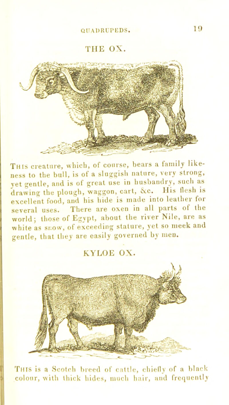 THE OX. This creature, which, of course, bears a family like- ness to the bull, is of a sluggish nature, very strong, yet gentle, and is of great use in husbandry, such as drawing the plough, waggon, cart, &c. His lies!) is excellent food, and his hide is made into leather for several uses. There are oxen in all parts of the world; those of Egypt, about the river Nile, are as white as snow, of exceeding stature, yet so meek and gentle, that they are easily governed by men. KYLOE OX. Tuts is a Scotch breed of cattle, chielly of a black colour, with thick hides, much hair, and frequently