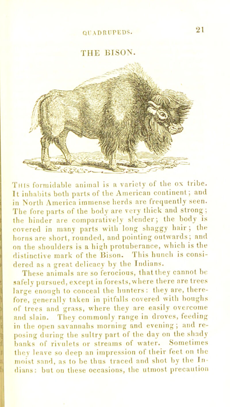 cuwniuiPEDs. THE BISON. This formidable animal is a variety of the ox tribe. It inhabits both parts of the American continent; and in North America immense herds are frequently seen. The fore parts of the body are very thick and strong; the hinder are comparatively slender; the body is covered in many parts with long shaggy hair ; the horns are short, rounded, and pointing outwards; and on the shoulders is a high protuberance, which is the distinctive mark of the Bison. This hunch is consi- dered as a great delicacy by the Indians. These animals are so ferocious, that they cannot be safely pursued, except in forests, where there are trees large enough to conceal the hunters: they are, there- fore, generally taken in pitfalls covered with boughs of trees and grass, where they are easily overcome and slain. They commonly range in droves, feeding in the open savannahs morning and evening; and re- posing during the sultry part of the day on the shady banks of rivulets or streams of water. Sometimes they leave so deep an impression of their feet on the moist sand, as to be thus traced and shot by the In- dians: but on these occasions, the utmost precaution