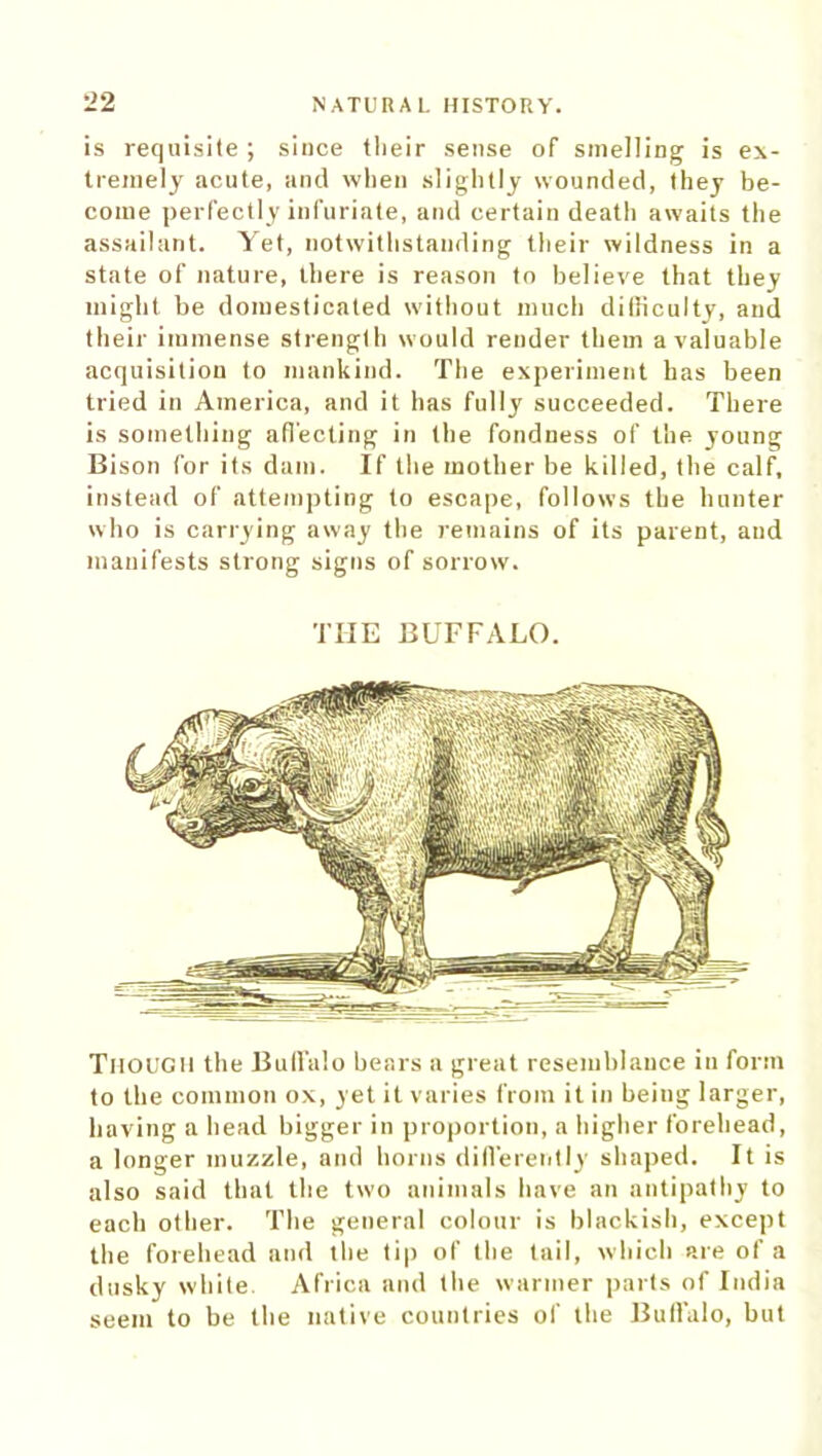 is requisite ; since tlieir sense of smelling is ex- tremely acute, and when slightly wounded, they be- come perfectly infuriate, and certain death awaits the assailant. Yet, notwithstanding their wildness in a state of nature, there is reason to believe that they might be domesticated without much difficulty, and their immense strength would render them a valuable acquisition to mankind. The experiment has been tried in America, and it has fully succeeded. There is something affecting in the fondness of the young Bison for its dam. If the mother be killed, the calf, instead of attempting to escape, follows the hunter who is carrying away the remains of its parent, and manifests strong signs of sorrow. THE BUFFALO. Though the Buffalo hears a great resemblance in form to the common ox, yet it varies from it in beiug larger, having a head bigger in proportion, a higher forehead, a longer muzzle, and horns differently shaped. It is also said that the two animals have an antipathy to each other. The general colour is blackish, except the forehead and the tip of the tail, which are of a dusky white Africa and the warmer parts of India seem to be the native countries of the Buffalo, but