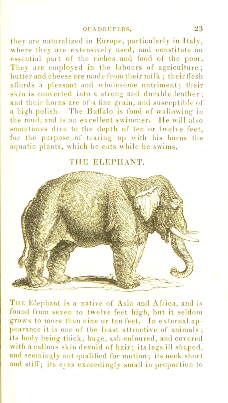 they are naturalized in Europe, particularly in Italy, where they are extensively used, and constitute an essential part of the riches and food of the poor. They are employed in the labours of agriculture ; butter and cheese are made from their milk ; their flesh affords a pleasant and wholesome nutriment; their skin is converted into a strong and durable leather; and their horns are of a fine grain, and susceptible of a high polish. The Buffalo is fond of wallowing in the mud, and is an excellent swimmer. He will also sometimes dive to the depth of ten or twelve feet, for the purpose of tearing up with his horns the aquatic plants, which he eats while he swims. THE ELEPHANT. Till. Elephant is a native of Asia and Africa, and is found from seven to twelve feet high, but it seldom grows to more than nine or ten feet. In external ap- pearance it is one of the least attractive of animals ; its body being thick, huge, ash-coloured, and covered with a callous skin devoid of hair; its legs ill shaped, and seemingly not qualified for motion; its neck short and stiff; its eyes exceedingly small in proportion to