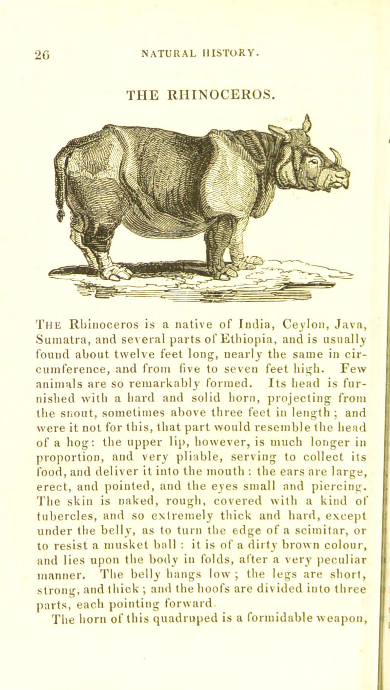 THE RHINOCEROS. The Rhinoceros is a native of India, Ceylon, Java, Sumatra, and several parts of Ethiopia, and is usually found about twelve feet long, nearly the same in cir- cumference, and from five to seven feet high. Few animals are so remarkably formed. Its head is fur- nished with a hard and solid horn, projecting from the snout, sometimes above three feet in length; and were it not for this, that part would resemble the head of a hog: the upper lip, however, is much longer in proportion, and very pliable, serving to collect its food, and deliver it into the mouth : the ears are large, erect, and pointed, and the eyes small and piercing. The skin is naked, rough, covered with a kind of tubercles, and so extremely thick and hard, except under the belly, as to turn the edge of a scimitar, or to resist a musket ball : it is of a dirty brown colour, and lies upon the body in folds, after a very peculiar manner. The belly hangs low; the legs are short, strong, and thick ; and the hoofs are divided into three parts, each pointing forward The horn of this quadruped is a formidable weapon,