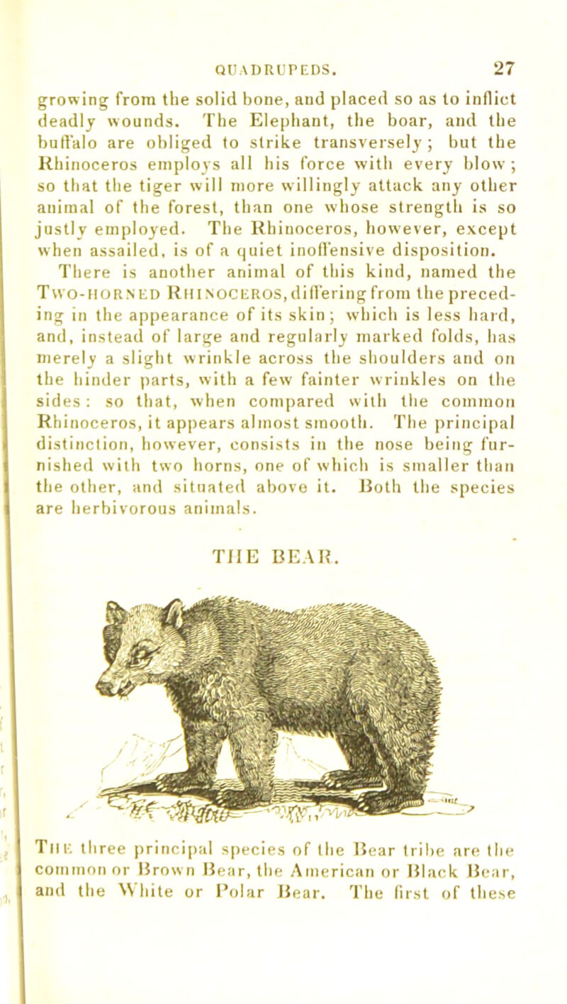 growing from the solid bone, and placed so as to inflict deadly wounds. The Elephant, the boar, and the buffalo are obliged to strike transversely ; but the Rhinoceros employs all his force with every blow; so that the tiger will more willingly attack any other animal of the forest, than one whose strength is so justly employed. The Rhinoceros, however, except when assailed, is of a quiet inoffensive disposition. There is another animal of this kind, named the Two-horned Rhinoceros,differing from the preced- ing in the appearance of its skin; which is less hard, and, instead of large and regularly marked folds, has merely a slight wrinkle across the shoulders and on the hinder parts, with a few fainter wrinkles on the sides: so that, when compared with the common Rhinoceros, it appears almost smooth. The principal distinction, however, consists in the nose being fur- nished with two horns, one of which is smaller than the other, and situated above it. Both the species are herbivorous animals. THE BEAR. The three principal species of the Bear tribe are the common or Brown Bear, the American or Black Bear, and the White or Polar Bear. The first of these