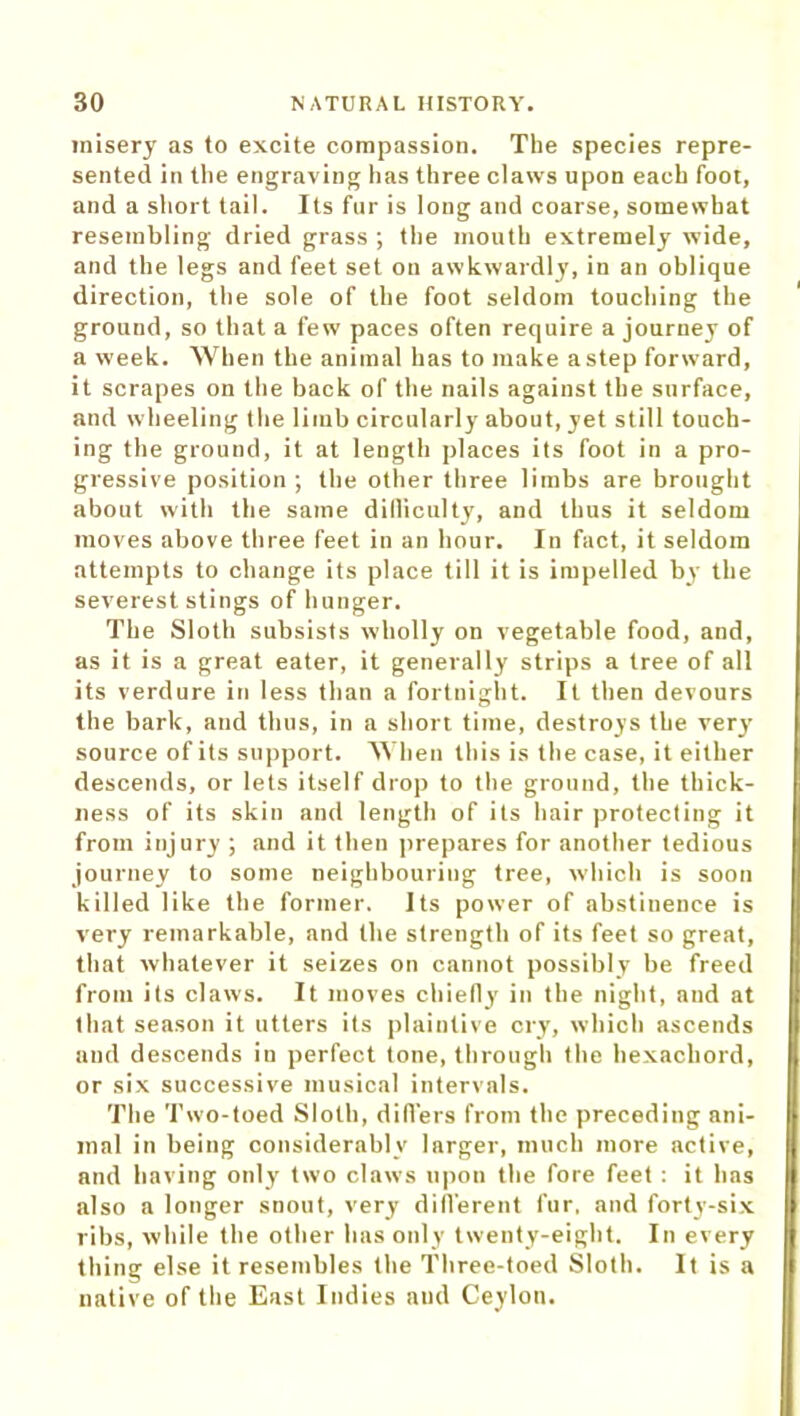 misery as to excite compassion. The species repre- sented in the engraving has three claws upon each foot, and a short tail. Its fur is long and coarse, somewhat resembling dried grass ; the mouth extremely wide, and the legs and feet set on awkwardly, in an oblique direction, the sole of the foot seldom touching the ground, so that a few paces often require a journey of a week. When the animal has to make a step forward, it scrapes on the back of the nails against the surface, and wheeling the limb circularly about, yet still touch- ing the ground, it at length places its foot in a pro- gressive position; the other three limbs are brought about with the same difficulty, and thus it seldom moves above three feet in an hour. In fact, it seldom attempts to change its place till it is impelled by the severest stings of hunger. The Sloth subsists wholly on vegetable food, and, as it is a great eater, it generally strips a tree of all its verdure in less than a fortnight. It then devours the bark, and thus, in a short time, destroys the very source of its support. When this is the case, it either descends, or lets itself drop to the ground, the thick- ness of its skin and length of its hair protecling it from injury ; and it then prepares for another tedious journey to some neighbouring tree, which is soon killed like the former. Its power of abstinence is very remarkable, and the strength of its feet so great, that whatever it seizes on cannot possibly be freed from its claws. It moves chiefly in the night, and at that season it utters its plaintive cry, which ascends and descends in perfect tone, through the hexachord, or six successive musical intervals. The Two-toed Sloth, differs from the preceding ani- mal in being considerably larger, much more active, and having only two claws upon the fore feet : it has also a longer snout, very different fur, and forty-six ribs, while the other has only twenty-eight. In every thing else it resembles the Three-toed Sloth. It is a native of the East Indies aud Ceylon.