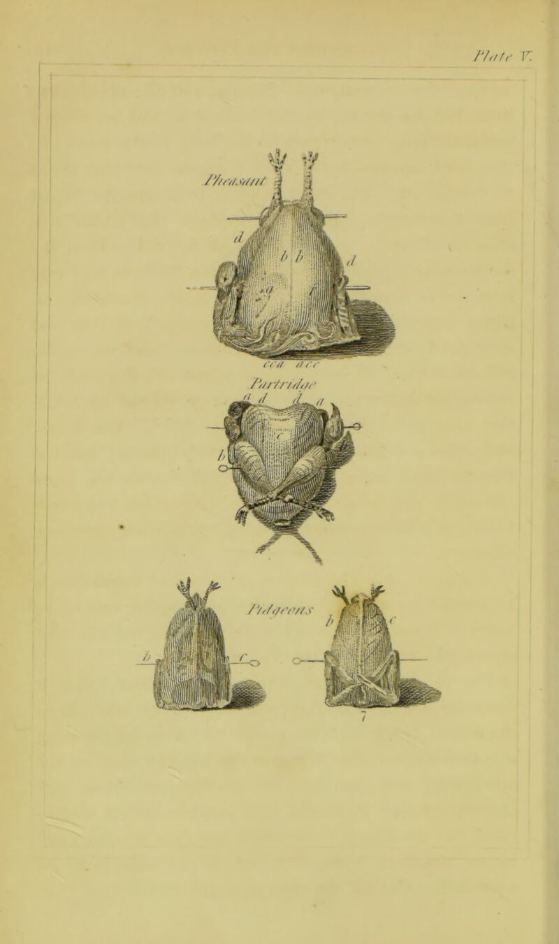 w -f /y.///- r. I i /•■/*// ///V /Wr//7f/t/t'