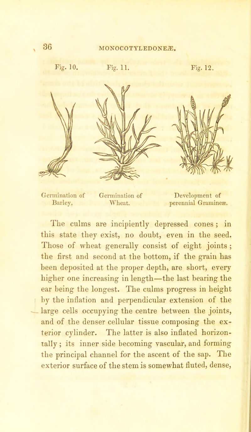 Fig. 10. Fig. 11. Fig. 12. Germination of Germination of Development of Barley. Wheat. perennial Grammes!. The culms are incipiently depressed cones; in this state they exist, no doubt, even in the seed. Those of wheat generally consist of eight joints ; the first and second at the bottom, if the grain has been deposited at the proper depth, are short, every higher one increasing in length—the last bearing the ear being the longest. The culms progress in height by the inflation and perpendicular extension of the large cells occupying the centre between the joints, and of the denser cellular tissue composing the ex- terior cylinder. The latter is also inflated horizon- tally ; its inner side becoming vascular, and forming the principal channel for the ascent of the sap. The exterior surface of the stem is somewhat fluted, dense,