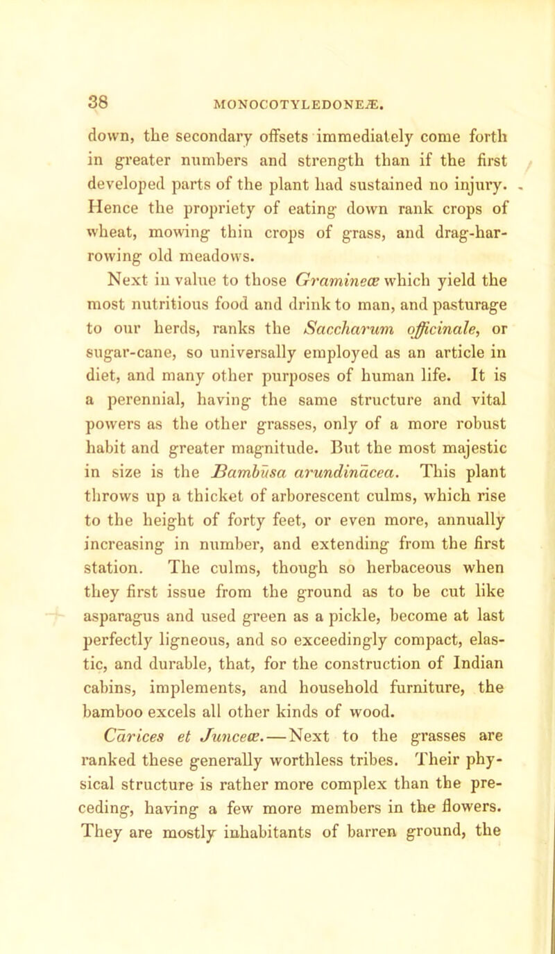 down, the secondary offsets immediately come forth in greater numbers and strength than if the first developed parts of the plant had sustained no injury. . Hence the propriety of eating down rank crops of wheat, mowing thin crops of grass, and drag-har- rowing old meadows. Next in value to those Graminece which yield the most nutritious food and drink to man, and pasturage to our herds, ranks the Sacclicirum officinale, or sugar-cane, so universally employed as an article in diet, and many other purposes of human life. It is a perennial, having the same structure and vital powers as the other grasses, only of a more robust habit and greater magnitude. But the most majestic in size is the Bambusa arundinacea. This plant throws up a thicket of arborescent culms, which rise to the height of forty feet, or even more, annually increasing in number, and extending from the first station. The culms, though so herbaceous when they first issue from the ground as to be cut like asparagus and used green as a pickle, become at last perfectly ligneous, and so exceedingly compact, elas- tic, and durable, that, for the construction of Indian cabins, implements, and household furniture, the bamboo excels all other kinds of wood. Cdrices et Juncece.—Next to the grasses are ranked these generally worthless tribes. Their phy- sical structure is rather more complex than the pre- ceding, having a few more members in the flowers. They are mostly inhabitants of barren ground, the