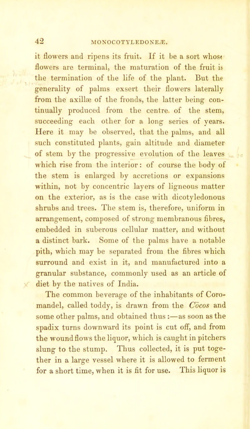 it flowers and ripens its fruit. If it be a sort whos< flowers are terminal, the maturation of the fruit is the termination of the life of the plant. But the generality of palms exsert their flowers laterally from the axillae of the fronds, the latter being con- tinually produced from the centre, of the stem, succeeding each other for a long series of years. Here it may be observed, that the palms, and all such constituted plants, gain altitude and diameter of stem by the progressive evolution of the leaves which rise from the interior: of course the body of the stem is enlarged by accretions or expansions within, not by concentric layers of ligneous matter on the exterior, as is the case with dicotyledonous shrubs and trees. The stem is, therefore, uniform in arrangement, composed of strong membranous fibres, embedded in suberous cellular matter, and without a distinct bark. Some of the palms have a notable pith, which may be separated from the fibres which surround and exist in it, and manufactured into a granular substance, commonly used as an article of diet by the natives of India. The common beverage of the inhabitants of Coro- mandel, called toddy, is drawn from the Cocos and some other palms, and obtained thus :—as soon as the spadix turns downward its point is cut off, and from the wound flows the liquor, which is caught in pitchers slung to the stump. Thus collected, it is put toge- ther in a large vessel where it is allowed to ferment for a short time, when it is fit for use. This liquor is