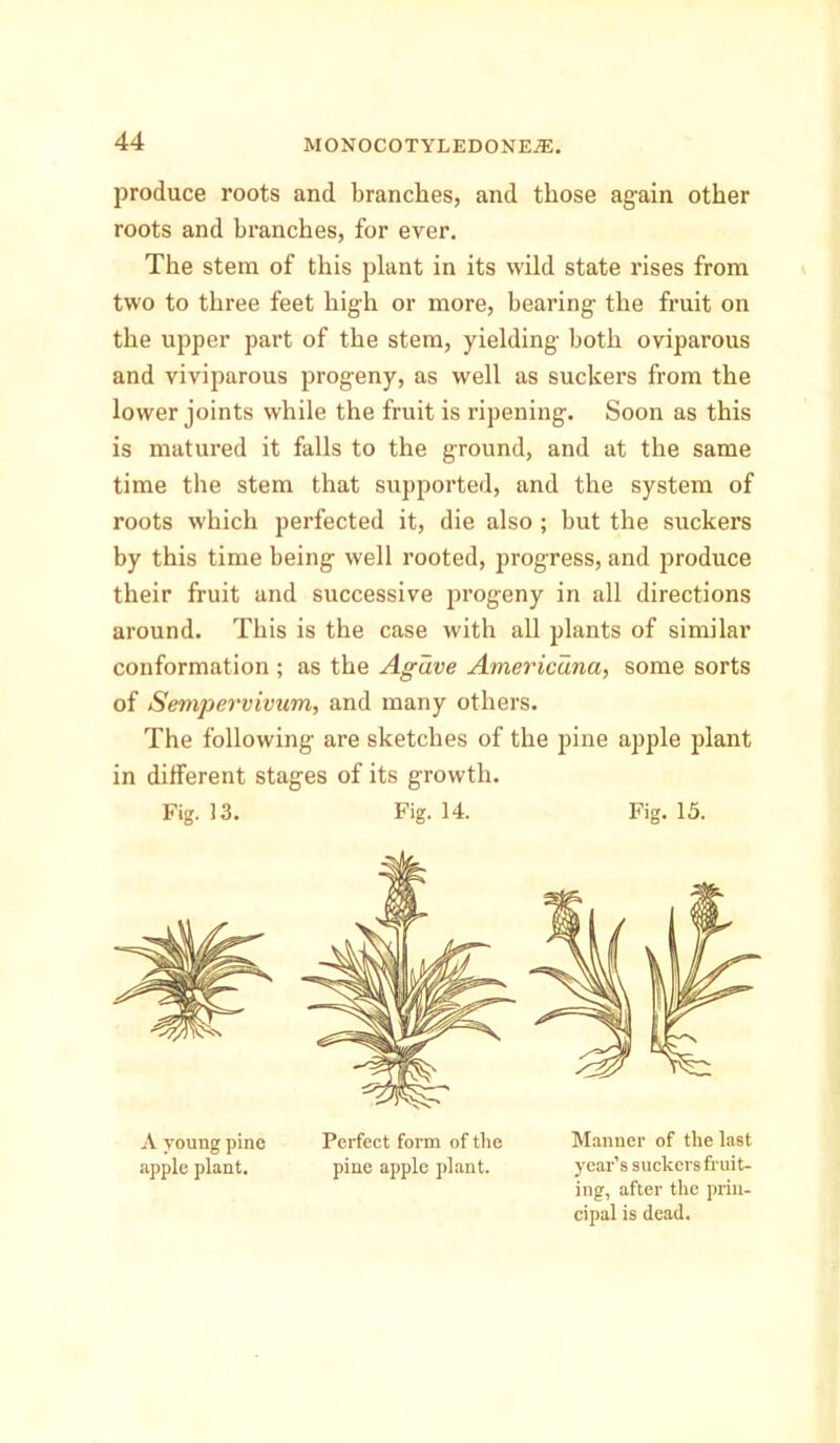 produce roots and brandies, and those again other roots and branches, for ever. The stem of this plant in its wild state rises from two to three feet high or more, bearing the fruit on the upper part of the stem, yielding both oviparous and viviparous progeny, as well as suckers from the lower joints while the fruit is ripening. Soon as this is matured it falls to the ground, and at the same time the stem that supported, and the system of roots which perfected it, die also ; but the suckers by this time being well rooted, jirogress, and produce their fruit and successive progeny in all directions around. This is the case with all plants of similar conformation ; as the Agave Americana, some sorts of Sempervivum, and many others. The following are sketches of the pine apple plant in different stages of its growth. Fig. 13. Fig. 14. Fig. 15. A young pine Perfect form of the Manner of the last apple plant. pine apple plant. year’s suckers fruit- ing, after the prin- cipal is dead.