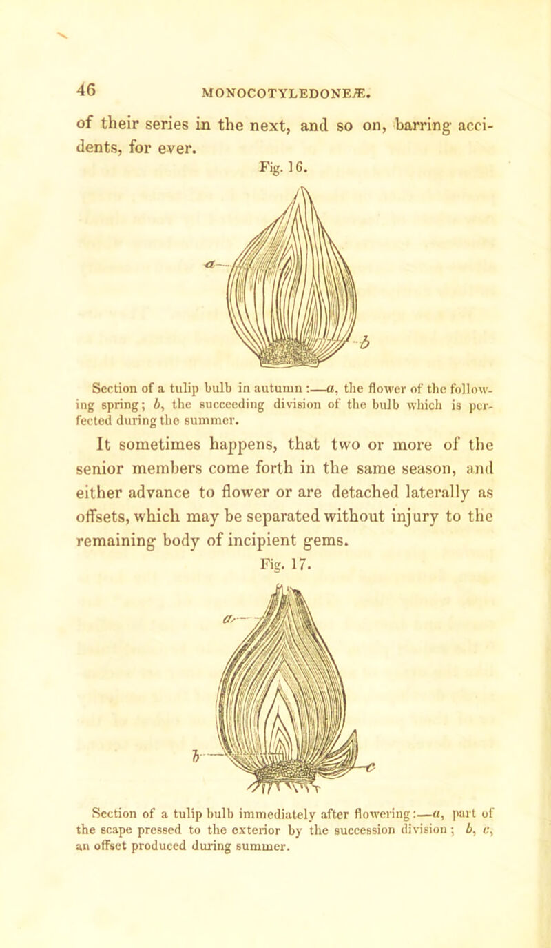 of their series in the next, and so on, barring acci- dents, for ever. Section of a tulip bulb in autumn :—a, the flower of the follow- ing spring; b, the succeeding division of the bulb which is per- fected during the summer. It sometimes happens, that two or more of the senior members come forth in the same season, and either advance to flower or are detached laterally as offsets, which may be separated without injury to the remaining body of incipient gems. Section of a tulip bulb immediately after flowering:—a, part of the scape pressed to the exterior by the succession division; b, v, au offset produced during summer. Fig. 16. Fig. 17.