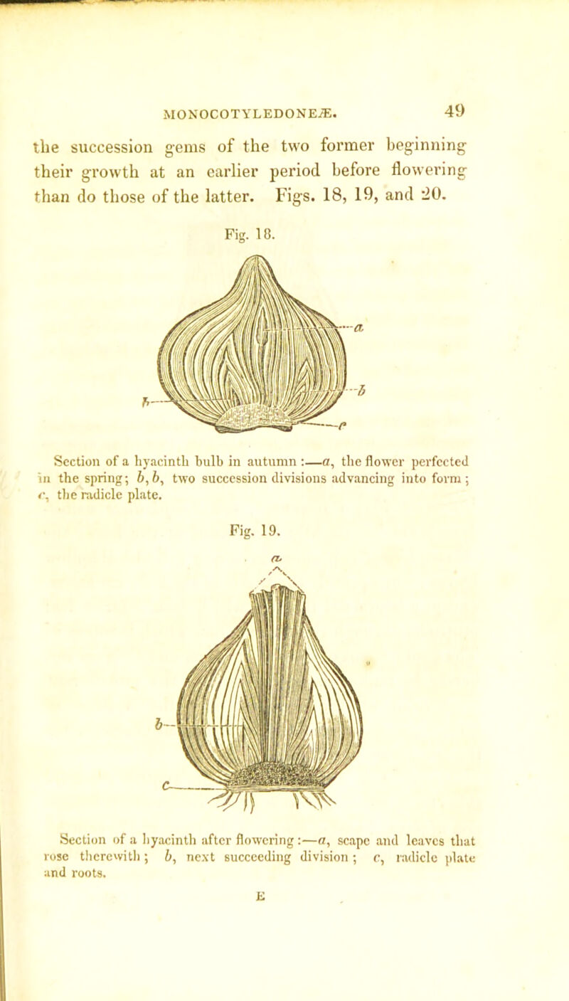 the succession gems of the two former beginning their growth at an earlier period before flowering than do those of the latter. Figs. 18, 19, and '20. Fig. 1 8. Section of a hyacinth bulb in autumn :—a, the flower perfected in the spring; b,b, two succession divisions advancing into form ; <■, the radicle plate. Fig. 19. Section of a hyacinth after flowering :—a, scape and leaves that rose therewith; b, next succeeding division; c, radicle plate and roots. E