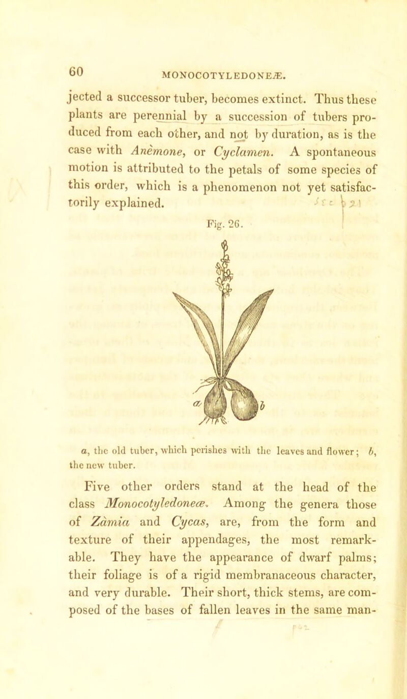 jected a successor tuber, becomes extinct. Thus these plants are perejnnial by a succession of tubers pro- duced from each other, and not by duration, as is the case with Anemone, or Cyclamen. A spontaneous motion is attributed to the petals of some species of this order, which is a phenomenon not yet satisfac- torily explained. Fig. 26. o, the old tuber, which perishes with the leaves and flower; b, the new tuber. Five other orders stand at the head of the class Monocotyledonece. Among the genera those of Zamia and Cycas, are, from the form and texture of their appendages, the most remark- able. They have the appearance of dwarf palms; their foliage is of a rigid membranaceous character, and very durable. Their short, thick stems, are com- posed of the bases of fallen leaves in the same man-
