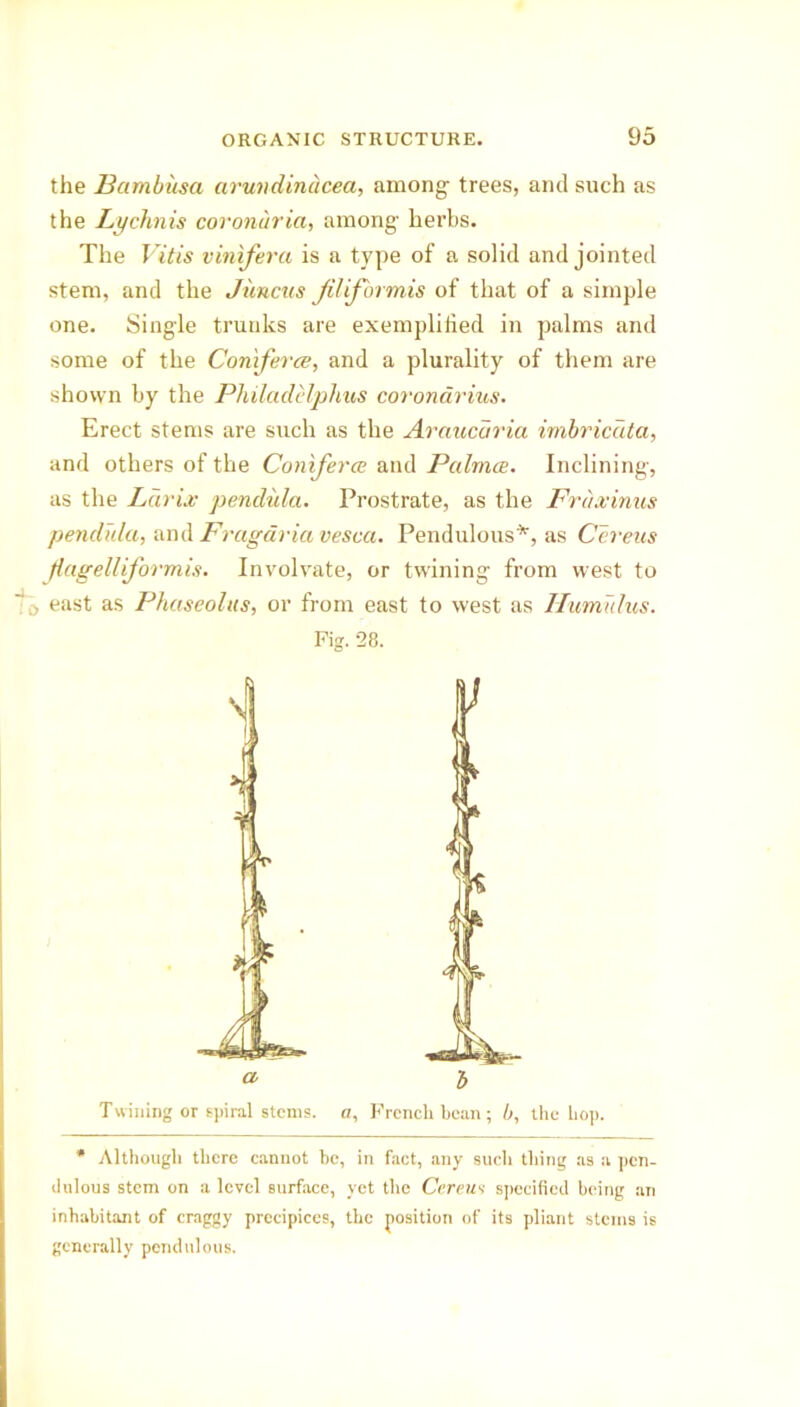 the Bctmbiisa arundindcea, among trees, and such as the Lychnis coronarici, among herbs. The Vitis vinifera is a type of a solid and jointed stem, and the Juncns Jiliformis of that of a simple one. Single trunks are exemplified in palms and some of the Conferee, and a plurality of them are shown by the Philadelphia coronarius. Erect stems are such as the Araucaria imbricdta, and others of the Coniferce and Palmce. Inclining, as the Lurie pendula. Prostrate, as the Fruxinus pendula, and Fragciria vesca. Pendulous*, as Cereus jiagelliformis. Involvate, or twining from west to east as Phaseolus, or from east to west as Ilumulus. Twining or spiral stems, a, French bean; b, the hop. * Although there cannot he, in fact, any such thing as a pen- dulous stem on a level surface, yet the Cereus specified being an inhabitant of craggy precipices, the position of its pliant steins is generally pendulous. Fig. 28.