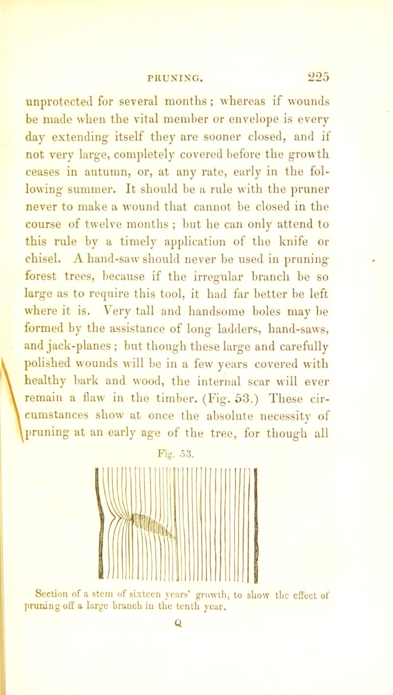 unprotected for several months; whereas if wounds be made when the vital member or envelope is every day extending itself they are sooner closed, and if not very large, completely covered before the growth ceases in autumn, or, at any rate, early in the fol- lowing summer. It should be a rule with the pruner never to make a wound that cannot be closed in the course of twelve months ; but he can only attend to this rule by a timely application of the knife or chisel. A hand-saw should never be used in pruning forest trees, because if the irregular branch be so large as to require this tool, it had far better be left where it is. Very tall and handsome boles may be formed by the assistance of long ladders, liand-saws, and jack-planes ; but though these large and carefully polished wounds will be in a few years covered with healthy bark and wood, the internal scar will ever remain a flaw in the timber. (Fig. 53.) These cir- cumstances show at once the absolute necessity of pruning at an early age of the tree, for though all Fig. 53. ■ I i Section of a stern of sixteen years’ growth, to show the effect of pruning off a large branch in the tenth year. Q