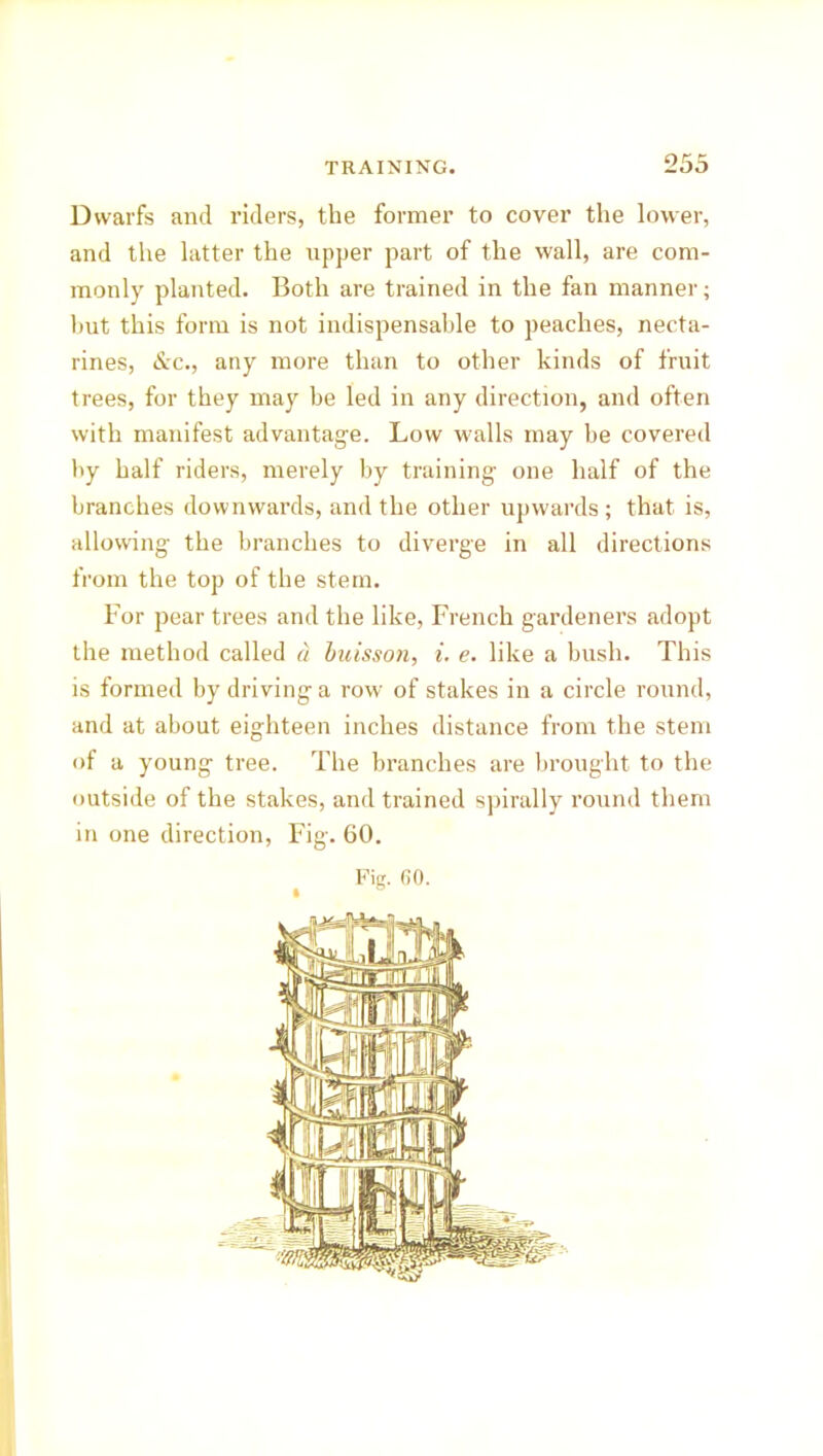 Dwarfs and riders, the former to cover the lower, and the latter the upper part of the wall, are com- monly planted. Both are trained in the fan manner; but this form is not indispensable to peaches, necta- rines, &c., any more than to other kinds of fruit trees, for they may be led in any direction, and often with manifest advantage. Low walls may be covered by half riders, merely by training- one half of the branches downwards, and the other upwards ; that is, allowing the branches to diverge in all directions from the top of the stem. For pear trees and the like, French gardeners adopt the method called a buisson, i. e. like a bush. This is formed by driving a row of stakes in a circle round, and at about eighteen inches distance from the stem of a young tree. The branches are brought to the outside of the stakes, and trained spirally round them in one direction, Fig. 60. Fig. 60.