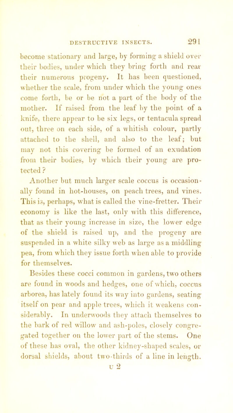 become stationary and large, by forming a shield over their bodies, under which they bring forth and rear their numerous progeny. It has been questioned, whether the scale, from under which the young ones come forth, be or be not a part of the body of the mother. If raised from the leaf by the point of a knife, there appear to be six legs, or tentacula spread out, three on each side, of a whitish colour, partly attached to the shell, and also to the leaf; but may not this covering be formed of an exudation from their bodies, by which their young are pro- tected ? Another but much larger scale coccus is occasion- ally found in hot-houses, on peach trees, and vines. This is, perhaps, what is called the vine-fretter. Their economy is like the last, only with this difference, that as their young increase in size, the lower edge of the shield is raised up, and the progeny are suspended in a white silky web as large as a middling- pea, from which they issue forth when able to provide for themselves. Besides these cocci common in gardens, two others are found in woods and hedges, one of which, coccus arborea, has lately found its way into gardens, seating itself on pear and apple trees, which it weakens con- siderably. In underwoods they attach themselves to the bark of red willow and ash-poles, closely congre- gated together on the lower part of the stems. One of these has oval, the other kidney-shaped scales, or dorsal shields, about two-thirds of a line in length. u 2