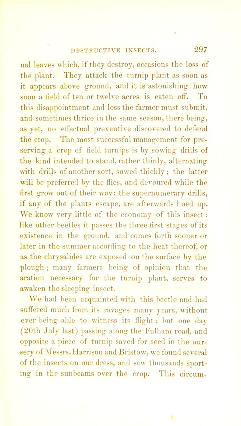 nal leaves which, if they destroy, occasions the loss of the plant. They attack the turnip plant as soon as it appears above ground, and it is astonishing how soon a field of ten or twelve acres is eaten off. To this disappointment and loss the farmer must submit, and sometimes thrice in the same season, there being, as yet, no effectual preventive discovered to defend the crop. The most successful management for pre- serving a crop of field turnips is by sowing drills of the kind intended to stand, rather thinly, alternating with drills of another sort, sowed thickly; the latter will be preferred by the flies, and devoured while the first grow out of their way: the supernumerary drills, if any of the plants escape, are afterwards hoed up. We know very little of the economy of this insect; like other beetles it passes the three first stages of its existence in the ground, and comes forth sooner or later in the summer according to the heat thereof, or as the chrysalides are exposed on the surface by the plough ; many farmers being of opinion that the aration necessary for the turnip plant, serves to awaken the sleeping insect. We had been acquainted with this beetle and had suffered much from its ravages many years, without ever being able to witness its flight; but one day (20th July last) passing along the Fulham road, and opposite a piece of turnip saved for seed in the nur- sery of Messrs. Harrison and Bristow, wo found several of the insects on our dress, and saw thousands sport- ing in the sunbeams over the crop. This circurn-