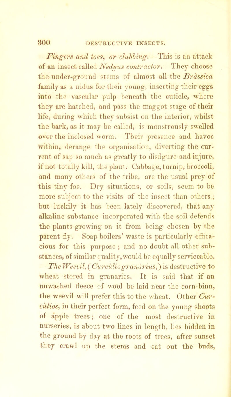 Fingers and toes, or clubbing.—This is an attack of an insect called Nedyus contractor. They choose the under-ground stems of almost all the Brdssica family as a nidus for their young, inserting their eggs into the vascular pulp beneath the cuticle, where they are hatched, and pass the maggot stage of their life, during which they subsist on the interior, whilst the bark, as it may be called, is monstrously swelled over the inclosed worm. Their presence and havoc within, derange the organisation, diverting the cur- rent of sap so much as greatly to disfigure and injure, if not totally kill, the plant. Cabbage, turnip, broccoli, and many others of the tribe, are the usual prey of this tiny foe. Dry situations, or soils, seem to be more subject to the visits of the insect than others ; but luckily it has been lately discovered, that any alkaline substance incorporated with the soil defends the plants growing on it from being chosen by the parent fly. Soap boilers’ waste is particularly effica- cious for this purpose ; and no doubt all other sub- stances, of similar quality, would be equally serviceable. The Weevil, ( Curculiogranarius,') is destructive to wheat stored in granaries. It is said that if an unwashed fleece of wool be laid near the corn-binn, the weevil will prefer this to the wheat. Other Cur- culios, in their perfect form, feed on the young shoots of apple trees; one of the most destructive in nurseries, is about two lines in length, lies hidden in the ground by day at the roots of trees, after sunset they crawl up the stems and eat out the buds,