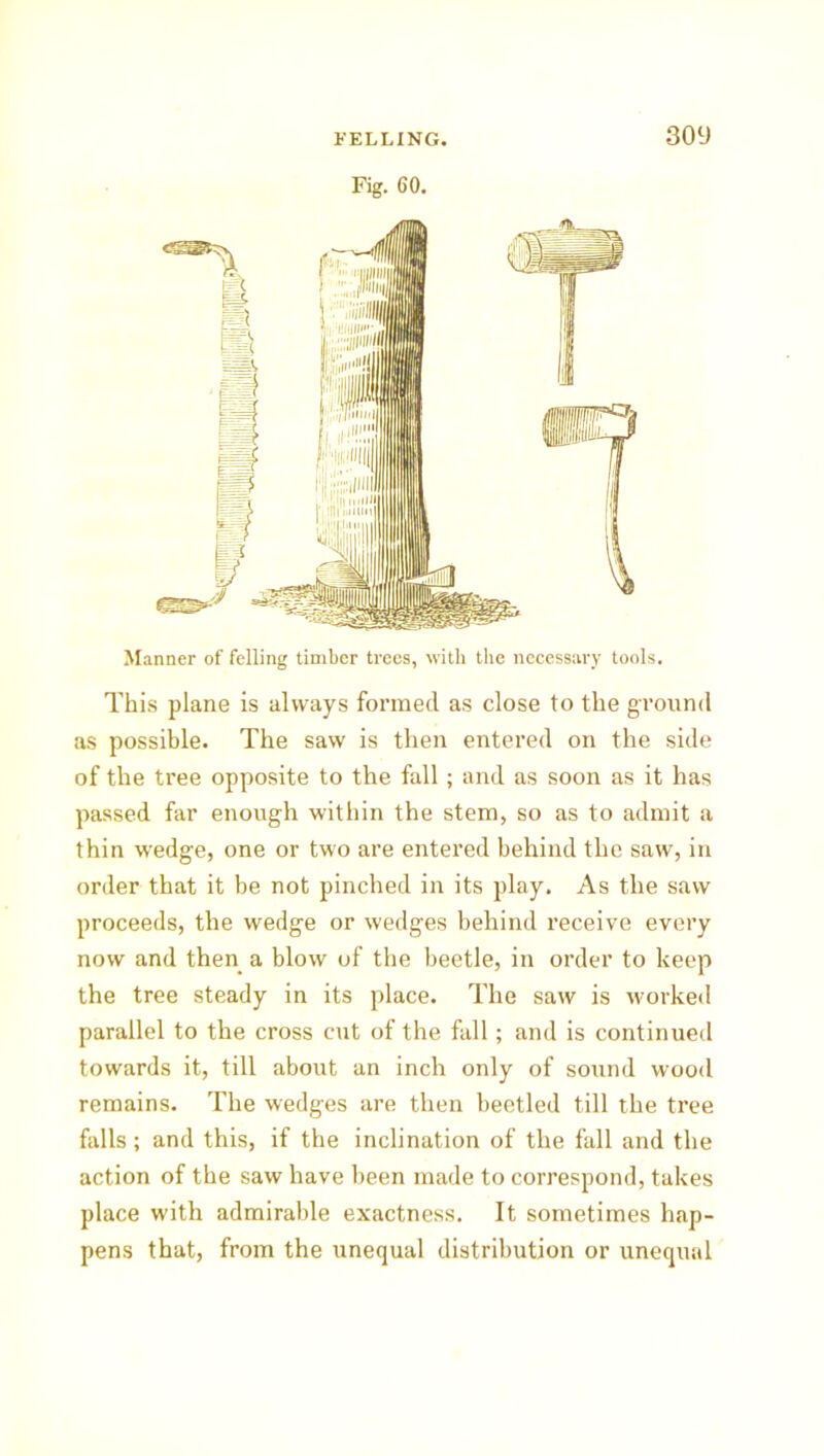 Fig. 60. Manner of felling timber trees, with the necessary tools. This plane is always formed as close to the ground as possible. The saw is then entered on the side of the tree opposite to the fall; and as soon as it has passed far enough within the stem, so as to admit a thin wedge, one or two are entered behind the saw, in order that it be not pinched in its play. As the saw proceeds, the wedge or wedges behind receive every now and then a blow of the beetle, in order to keep the tree steady in its place. The saw is worked parallel to the cross cut of the fall; and is continued towards it, till about an inch only of sound wood remains. The wedges are then beetled till the tree falls; and this, if the inclination of the fall and the action of the saw have been made to correspond, takes place with admirable exactness. It sometimes hap- pens that, from the unequal distribution or unequal