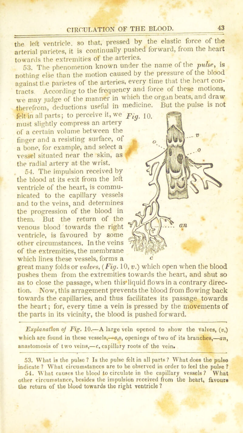 the left ventricle, so that, pressed by the elastic force of the arteriai parietes, it is continually pushed foiwaid, fiom the heart towards the extremities of the arteries. 53. The phenomenon known under the name of the pulse, is nothinsr else than the motion caused by the pressure of the blood aainst tl.e parietes of the arteries, every time that the heart con- tracts According to the frequency and force of these motions, we may judge of the manner in which the organ beats, and draw therefrom, deductions useful in medicine. But the pulse is not felt in all parts; to perceive it, we must slightly compress an artery of a certain volume between the finger and a resisting surface, of a bone, for example, and select a vessel situated near the skin, as the radial artery at the wrist. 54. The impulsion received by the blood at its exit from the left ventricle of the heart, is commu- nicated to the capillary vessels and to the veins, and determines the progression of the blood in them. But the return of the venous blood towards the right ventricle, is favoured by some other circumstances. In the veins of the extremities, the membrane which lines these vessels, forms a great many folds or valves, (Fig. 10, v.) which open when the blood pushes them from the extremities towards the heart, and shut so as to close the passage, when this*liquid flows in a contrary direc- tion. Now, this arragetnent prevents the blood from flowing back towards the capillaries, and thus facilitates its passage towards the heart; for, every time a vein is pressed by the movements of the parts in its vicinity, the blood is pushed forward. Explanation oj Fig. 10.—A large vein opened to show the valves, (»,) which are found in these vessels,—o,o, openings of two of its branches,—an, anastomosis of two veins,—f,capillary roots of the vein. 53. What is the pulse? Is the pulse felt in all parts? What does the pulse indicate ? What circumstances are to be observed in order to feel the pulse ? 54. What causes the blood to circulate in tbe capillary vessels? What other circumstance, besides the impulsion received from the heart, favours tlie return of the blood towards the right ventricle ?