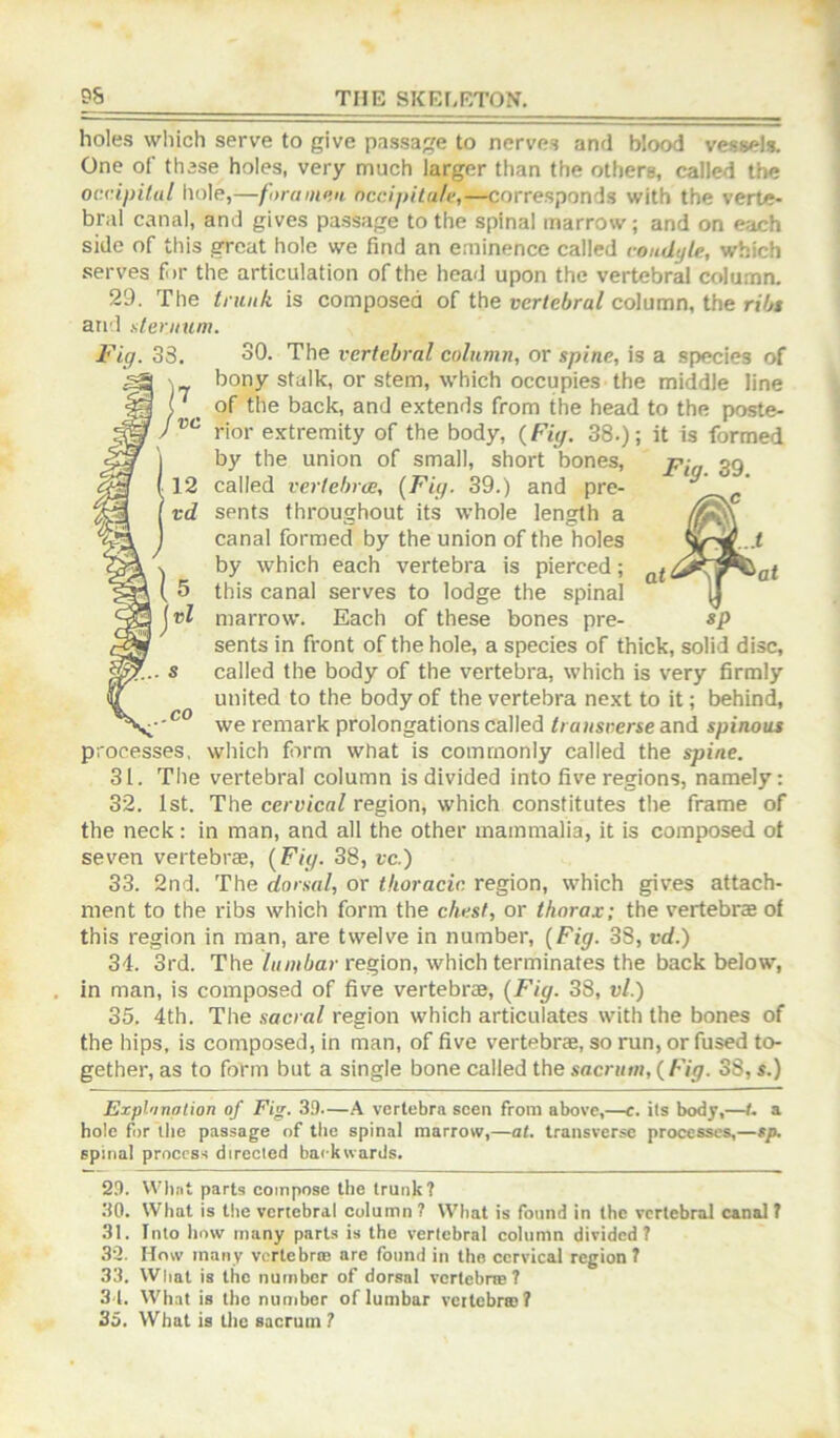 holes which serve to give passage to nerves and blood vessels. One of these holes, very much larger than the others, called the occipital hole,—foramen occ//Hta/e,—corresponds with the verte- bral canal, and gives passage to the spinal marrow; and on each side of this great hole we find an eminence called condyle, which serves fi)r the articulation of the head upon the vertebra! column. 29. The trunk is composed of the vertebral column, the ribt and sternum. Fig. 33. 30. The vertebral column, or spine, is a species of bony stalk, or stem, which occupies the middle line of the back, and extends from the head to the poste- rior extremity of the body, (Fig. 38.); it is formed by the union of small, short bones, gg called vertebra;, {Fig. 39.) and pre- sents throughout its whole length a canal formed by the union of the holes by which each vertebra is pierced; this canal serves to lodge the spinal marrow. Each of these bones pre- sents in front of the hole, a species of thick, solid disc, called the body of the vertebra, which is very firmly united to the body of the vertebra next to it; behind, we remark prolongations called transverse and spinous processes, which form what is commonly called the spine. 31. The vertebral column is divided into five regions, namely: 32. 1st. The cervical region, which constitutes the frame of the neck: in man, and all the other mammalia, it is composed of seven vertebrae, {Fig. 38, vc.) 33. 2nd. The dorsal, or thoracic, region, which gives attach- ment to the ribs which form the chest, or thorax; the vertebrae of this region in man, are twelve in number, {Fig. 38, vd.) 34. 3rd. The/(/wiiar region, which terminates the back below, in man, is composed of five vertebrae, {Fig. 38, vl.) 35. 4th. The sacral region which articulates with the bones of the hips, is composed, in man, of five vertebrae, so run, or fused to- gether, as to form but a single bone called the sacrum, {Fig. 38, s.) Expl'ination of Fig. 39.—.4 vertebra seen from above,—c. ils body,—t. a hole for the passage of the spinal marrow,—at. transverse processes,—$p. spinal process directed backwards. 29. VVlint parts compose the trunk? 30. What is the vertebral column 7 What is found in the vertebral canal f 31. Into how many parts is the vertebral column divided? 32. How many vertebras are found in the cervical region ? 33. What is the number of dorsal vertebr® ? 31. What is the number of lumbar vertebra)? 35. What is the sacrum 7