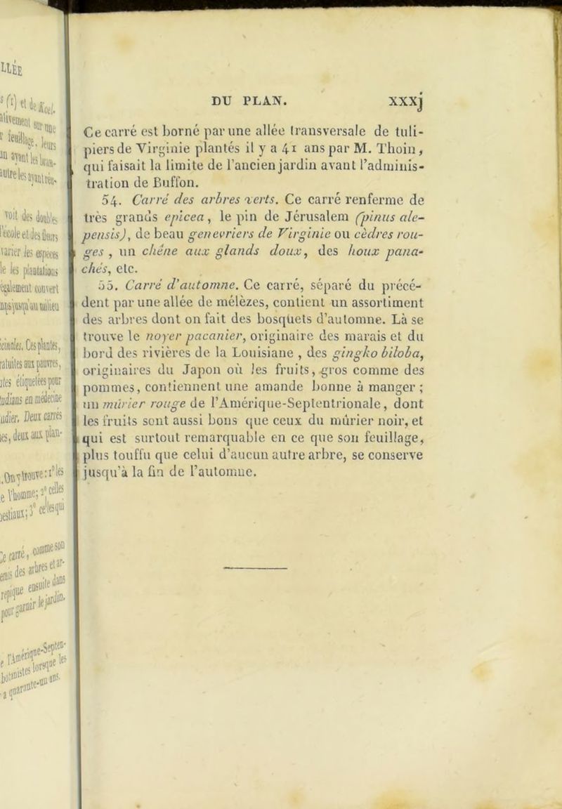 “''WntSirn.- . ■ k® “ifeteintiréii. lie» Joiili'ei It^ûltclteCau; 'irier te espece le te pi'aBlilioes c^kueut cunvert iààj.CtsplMl(s, falüilesanïfaiiTO, ](fj élifeléesponr ifldijjj üHnéJmK mlier. Dm oré les, deux ^OîîWe:’’l® XXXJ Ce carré est borné par une allée transversale de tuli- piers de Virginie plantés il y a 41 ans par M. Thoin, qui faisait la limite de l’ancien jardin avant l’adminis- tration de Buffon. 54. Carre des arbres 'icrts. Ce carré renferme de très grands epïcea, le pin de Jérusalem Cpiniis ale- pensis), de beau genévriers de Virginie ou cèdres ron- ges , un chêne aux glands doux, des houx pana- chés, etc. ô5. Carré d’automne. Ce carré, séparé du précé- dent par une allée de mélèzes, contient un assortiment des arbres dont on fait des bosqtiels d’automne. Là se trouve le noyer pacanier, originaire des marais et du bord des rivières de la Louisiane , des gingko biloba, originaires du Japon où les fruits,.gros comme des pommes, contiennent une amande bonne à manger ; \m mûrier rouge lie rAmérique-Seplentrionale, dont les fruits sont aussi bons que ceu.x du mûrier noir, et qui est surtout remarquable en ce que son feuillage, plus touffu que celui d’aucun autre arbre, se conserve jusqu’à la ün de l’automne.