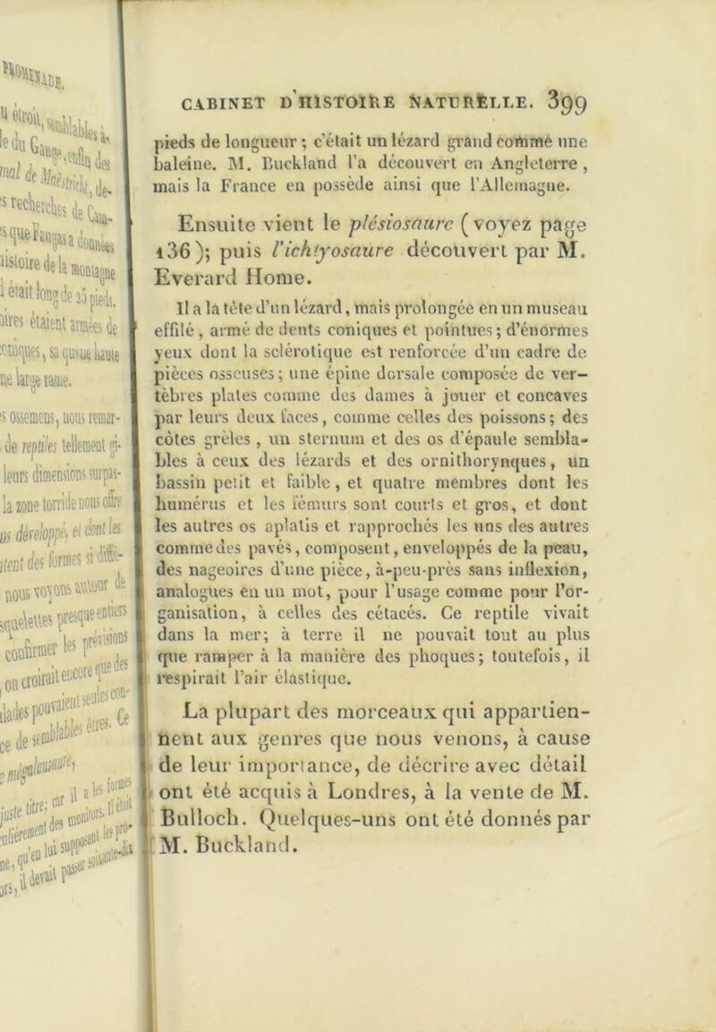 fiiiViil^*' '• CABINET D HlSTOIÏlE NATCRÈELE. 899 pieds de longueur ; c’était un lézard grâud cortime une mais la France en possède ainsi que l’Alleinague. Ensuite vient le plésiosaure (voyez pafje i36); puis l’ichffosaure découvert par M. Everard Home. Il a la tète d’un lézard, mais prolongée en un museau effilé , armé de dents coniques et pointues ; d’énormes jeux dont la sclérotique est renforcée d’un cadre de pièces osseuses; une épine dorsale composée de ver- tèbres plates comme des dames à jouer et concaves par leurs deux faces, comme celles des poissons ; des côtes grêles, un sternum et des os d’épaule sembla- blés à ceux des lézards et des ornithorynques, un bassin petit et faible, et quatre membres dont les humérus et les fémurs sont courts et gros, et dont les autres os aplatis et rapprochés les uns des autres comme des pavés, composent, enveloppés de la peau, des nageoires d’une pièce, à-peu-près sans inflexion, analogues eu un mot, pour l’usage comme pour l’or- ganisation, à celles des cétacés. Ce reptile vivait dans la mer; à terre il ne pouvait tout au plus que ramper à la manière des phoques; toutefois, il respirait l’air élastique. La plupart des morceaux qui appartien- nent aux genres que nous venons, à cause de leur importance, de décrire avec détail ■ ont été acquis à Londres, à la vente de M. Bulloch. Quelques-uns ont été donnés par M. Buckland.