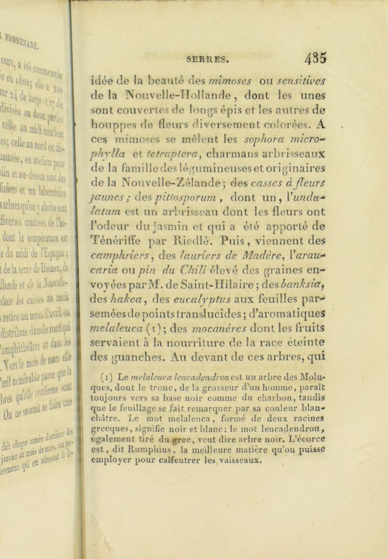 tlie a 2(in œi'ticoniieai ') '-^^Isîunoi'ilesidis. en ateliers poür ® 6''ail-dessus sont (les G'fR ei un lalmtoite arbres (ju’ouyabriiesoni iverses (snlrees de Ibe- lûnt la leniperaiure est I iEspagne; lia terre de nie pî de /a 3oüre/lt- If ks âU inaw ttanslerondgui .. et dans ‘«s .sleffloisdeœaf'ff lueia kf rtSÏf i(iée de la beauté des rnimoses ou sensitives delà Nouvelle-Hollande, dont les unes sont couvertes de longs épis et les autres de houppes fie fleurs diversement colorées. A ces rnimoses se mêlent les sophora micro- phrJla et tetraptera^ charmans arbrisseaux de la famille des légumineuses et originaires delà Nouvelle-Zélande; des casses à fleurs jaunes ; ùes pittosporum , dont vm,VuncIu-“ latum est un arbrisseau dont les fleurs ont l’odeur du jasmin et qui a été apporté de Ténériffe par Riedlé. Puis, viennent des camphriers ^ des lauriers de Madère^ Xarau- caria ou pin du Chili élevé des graines en- voyées parM. de Saint-Hilaire ; des hanhsia^ des hakea, des eucalyptus aux feuilles par- seméesdepoints translucides ; d’aroraatiqueS melaleuca (1); des mocanères dont les fruits servaient à la nourriture de la race éteinte des guanches. Au devant de ces arbres, qui (l) Le melaleuca leucadendronai im arbre des Molu* qiies, dont le tronc, de la grosseur d’un homme, paraît toujours vers sa base noir comme du charbon, taudis que le feuillage se fait remarquer par sa couleur blan» châtre. Le mot melaleuca, formé de deux racines grecques, signifie noir et blanc; le mot lencadendron, également tiré du grec, veut dire arbre noir. L’écorce est, dit Piumphius, la meilleure matière qu’ou puisse employer pour calfeutrer les vaisseaux.