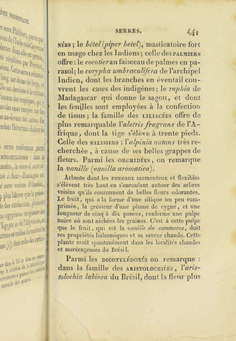 ieuta.Cettp- lona (les cases rausécisiu'des es au-devani des autres, Ou I serres reufermeul parmi MO.\ocoiïUDOsts : dans la imks,kcmsmà iée î Sm-Dûiuiii’Jiie eu s jucre violette tf Oiflliiii, pçlüsUùvecuelaprècé- ledes®tuci;£s,pl«“” I Ml et *** ce àe>  '. 1 [j tesbcreat.0 , ■ lies Bioiiiif=- 441 NÉES ; le èéfe^ [piper betel), masticatoire fort en usage chez les Indiens; celle desi'almiers offre : le cocotierdiU faisceau de palmes en pa- rasol; le corypha umbraculifera de l’archipel Indien, dont les branches en éventail cou- vrent les cases des indigènes; le raphia de Madagascar qui donne le sagou, et dont les feuilles sont employées à la confection de tissus ; la famille des liliacées offre de plus remarquable Valetris fragrans de l’A- frique, dont la tige s’élève à trente pieds. Celle des balisiers : Yalpinia nutans très re- cherchée , à cause de ses belles grappes de fleurs. Parmi les ORcaioÉES, on remarque la vanille [vanilla aromatica). Arbuste dont les rameaux sarmenleux et flexibles s’élèvent très haut en s’enroulant autour des arbres x'oisins qu’ils couronnent de belles fleurs odorantes. Le fruit, qui a la forme d’une silique un peu com- primée , la grosseur d’une plume de cygne, et une longueur de cinq à dix pouces, renferme une pulpe noire où sont nichées les graines. C’est à cette pulpe que le fruit, qui est la vanille du commerce, doit ses propriétés balsamiques et sa saveur chaude. Cette plante croît spontanément dans les localités chaudes et marécageuses du Brésil. Pa rmi les dicotylédonés on remarque : dans la famille des aristolocuiées , Varis- tolochia labiosa du Brésil, dont la fleur pins