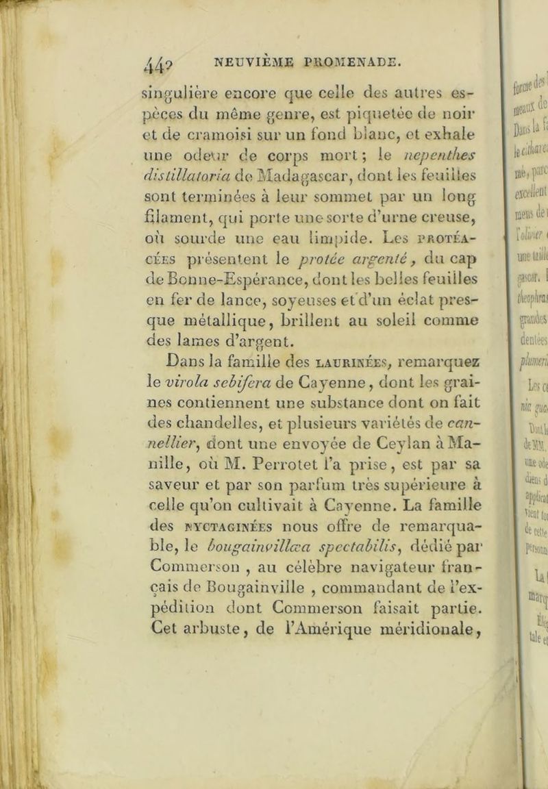 44^» singulière encore que celle des autres es- pèces du même genre, est piquetée de noir et de cramoisi sur un fond blanc, et exhale une ode\!r de corps mort ; le ncpcnthes dislillatoria de Madagascar, dont les feuilles sont terminées à leur sommet par un long filament, qui porte une sorte d’urne creuse, où sourde une eau limpide. Les protéa- GÉES présentent le protée argenté, du cap de Bonne-Espérance, dont les belles feuilles en fer de lance, soyeuses et d’un éclat pres- que métallique, brillent au soleil comme des lames d’argent. Dans la famille des laurinées, remarquez le virola sehifera de Cayenne, dont les grai- nes contiennent une substance dont on fait des chandelles, et plusieurs variétés de can- nellier, dont une envoyée de Ceylan à Ma- nille, où M. Perrotet l’a prise, est par sa saveur et par son parfum très supérieure à celle qu’on cultivait à Cayenne. La famille des RYCTAGiNÉEs iious offre de remarqua- ble, le Iwugaùwillœa spccfaùilis, dédié par Commcrson , au célèbre navigateur fran- çais de Bougainville , commandant de l’ex- pédition dont Commerson faisait partie. Cet arbuste, de l’Amérique méridionale,