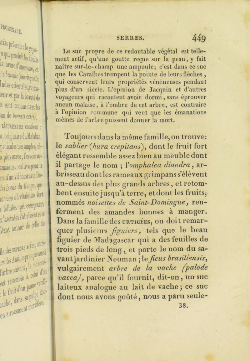 •DE, ‘«'iesûrienulesireiaji. i^elparlakimèJe ts sont connus dans les om de io/i/ietj cwr<j. iTOEffitsis contient ; i(, originaire duilalabar, panicules très ample), tè- apluîsuavetl'acacioar amaïque, cultivé pour la irs (l’un vif incarnat; !«• jfslwrè à (janje,(ini s folioles 9<l* don- irtilerf’ Le suc propre de ce redoutable végétal est telle- ment actif, qu’une goutte reçue sur la peau, y fait naître sur-le-champ une ampoule; c’est dans ce suc que les Caraïbes trempent la pointe de leurs flèches , qui conservent leurs propriétés vénéneuses pendant plus d’un siècle. L’opinion de Jacquin et d’autres voyageurs qui racontent avoir dormi, sans éprouver aucun malaise, à l’ombre de cet arbre, est contraire à l’opinion commune qui veut que les émanations mêmes de l’arbre puissent donner la mort. Toujours dans la môme famille, on trouve: le sablier {hura crepùans'), dont le fruit fort élégant ressemble assez bien au meuble dont il partage le nom ; Vomphalca diandra, ar- brisseau don l les rameaux grim pans s’élèvent au-dessus des plus grands arbres, et retom- bent ensuite jusqu’à terre, etdont les fruits,' nommés noisettes de Saint-Domingue, ren- ferment des amandes bonnes à manger. Dans la famille des üRTicÉEs, on doit remar- quer plusieurs Jiguiers, tels que le beau figuier de Madagascar qui a des feuilles de trois pieds de long ^ et porte le nom du sa- vant jardinier Neuman ; le ficus brasiliensis^ vulgairement arbre de la vache fpalode vaccaj, parce qu’il fournit, dit-on, un suc laiteux analogue au lait de vache ; ce suc dont nous avons goûté, nous a paru seule- 38.