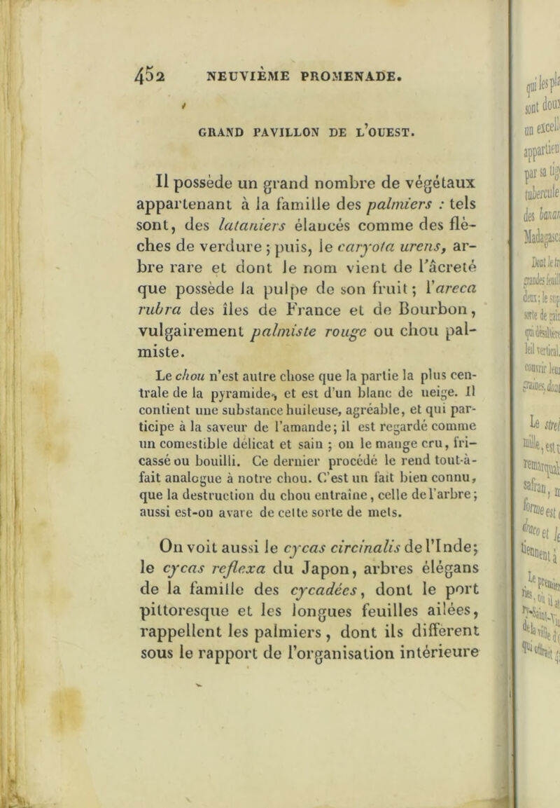 GRAND PAVILLON DE l’oUEST. Il possède un grand nombre de végétaux appartenant à la famille des palmiers : tels sont, des lataniers élancés comme des flè- ches de verdure ; puis, le earyota urens, ar- bre rare et dont le nom vient de Tâcreté que possède la pulpe de son fruit; Yareca rubra des îles de France et de Bourbon, vulgairement palmiste rouge ou chou pal- miste. Le chou n’est autre chose que la partie la plus cen- trale de la pyramide-, et est d’un blanc de neige. Il contient une substance huileuse, agréable, et qui par- ticipe à la saveur de l’amande; il est regardé comme un comestible délicat et sain ; ou le mange cru, fri- cassé ou bouilli. Ce dernier procédé le rend tout à- fait analogue à notre chou. C’est un fait bien connu, que la destruction du chou entraîne, celle de l’arbre; aussi est-on avare de celte sorte de mets. On voit aussi le cycas circinalis de l’Inde; le cycas rejlexa du Japon, arbres élégans de la famille des cycadées, dont le port pittoresque et les longues feuilles ailées, rappellent les palmiers, dont ils different sous le rapport de l’organisation intérieure
