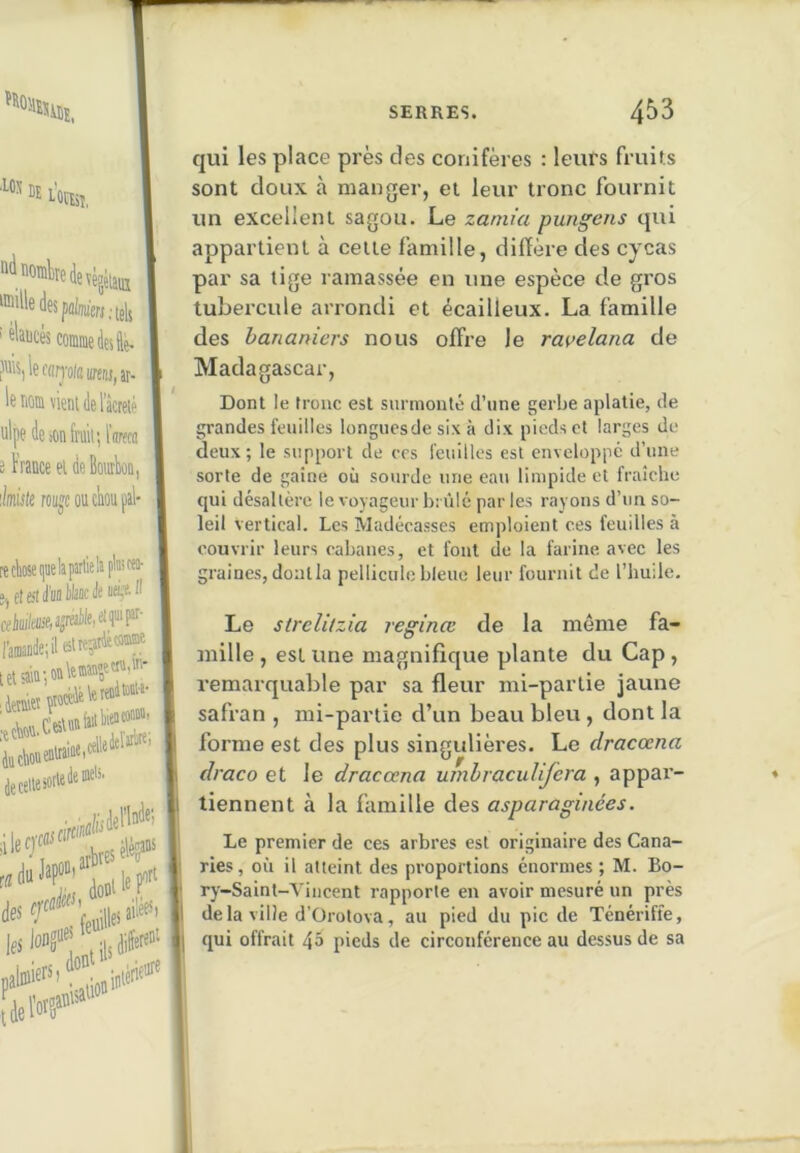 BE L’oiEii, ,, J ''^egeiâiK ®uledesp(i]wr,;[ei5 ices J''is,lec(in'o((îiffew,ar- Ifi nom vient de 1 acFeié ulpe de îOn fruit; l'amii e France et de Bouibou, ’Jnisk rouj^coucFoupal- liM- », et est d'M Wa® ISt; 4iicboueBWi“'i®* 4eceiieiort«^'® '“''’î a»'*’ qui les place près des conifères : leurs fruits sont doux à manger, et leur tronc fournit un excellent sagou. Le zaniia pungens qui appartient à cette famille, diffère des cycas par sa tige ramassée en une espèce de gros tubercule arrondi et écailleux. La famille des bananiers nous offre le ravelana de Madagascar, Dont le tronc est surmonté d’une gerbe aplatie, de grandes feuilles longucsde six à dix pieds et larges de deux; le support de ecs feuilles est enveloppe d’une sorte de gaine où sourde une eau limpide et fraîche qui désaltère le voyageur brûlé par les rayons d’un so- leil vertical. Les Madécasses emploient ces feuilles à couvrir leurs cabanes, et fout de la farine avec les graines, dont la pellicule bleue leur fournit de l’huile. Le strelitzia reginœ de la môme fa- mille , est une magnifique plante du Cap , remarquable par sa fleur mi-partie jaune safran , mi-partie d’un beau bleu , dont la forme est des plus singulières. Le dracœna draco et le dracœna umhraculifera , appar- tiennent à la famille des asparaginées. Le premier de ces arbres est originaire des Cana- ries , où il atteint des proportions énormes ; M. Bo- ry-Saint-A'incent rapporte en avoir mesuré un près de la ville d’Orotova, au pied du pic de Ténériffe, qui offrait 4â pieds de circonférence au dessus de sa