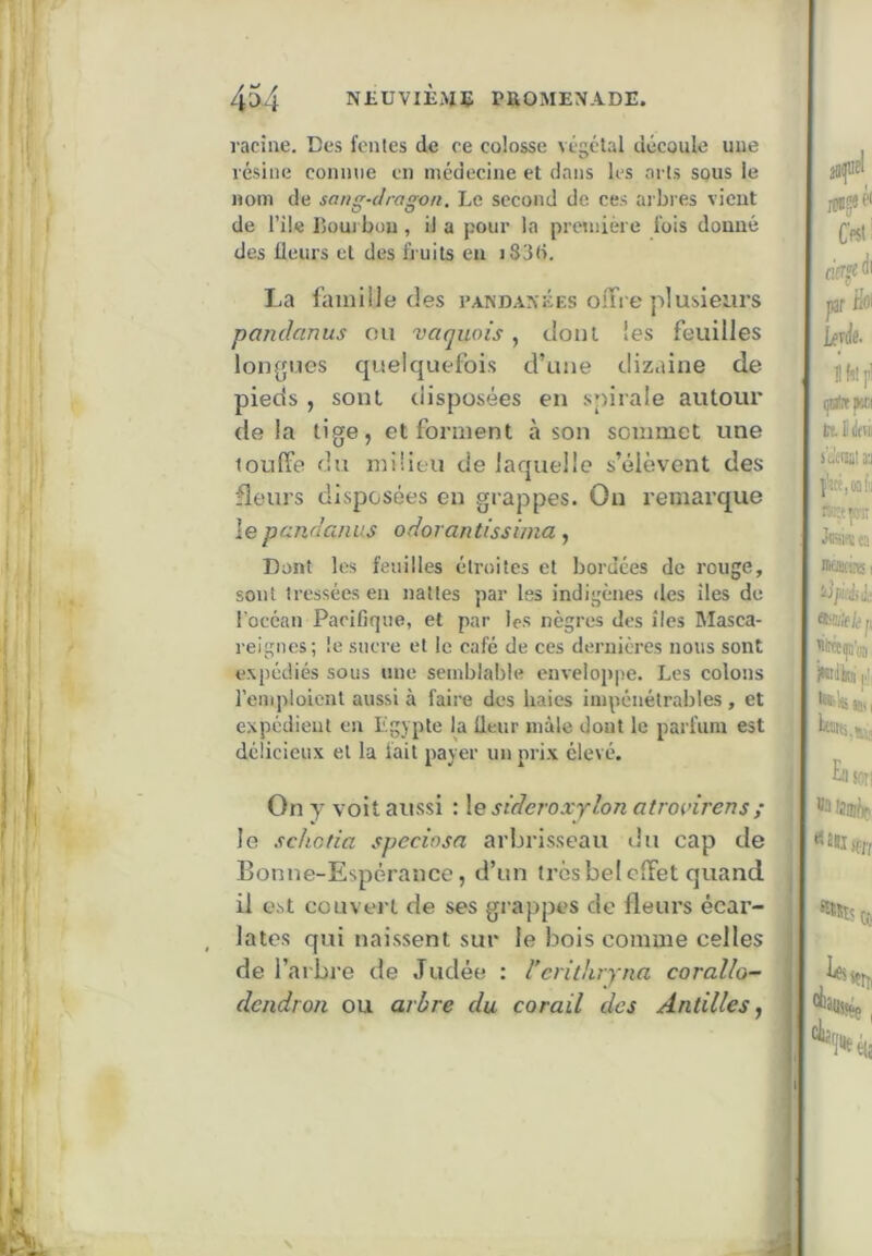 racine. Des fentes de ce colosse végétal découle une résine comme en médecine et dans les arts sous le nom de sang-dragon. Le second de ces arbres vient de l’ik Ijoui bon, il a pour la première lois donné des Heurs et des fi uits eu i83(>. La famille des i’andankes olTre plusieurs pajulanus ou vaquais, dont les feuilles longues quelquefois d’une dizaine de pieds , sont disposées en spirale autour delà tige, et forment à son sommet une touffe du milieu de laquelle s’élèvent des fleurs disposées en grappes. Ou remarque le panda/uis odorantissima, Dont les feuilles étroites et bordées de rouge, sont tressées en nattes par les indigènes des îles de focéan Pacifique, et par les nègres des îles Masca- reignes; le sucre et le café de ces dernières nous sont expédiés sous une semblable enveloppe. Les colons l’emploient aussi à faire des haies impénétrables, et expédient en Egypte la fleur mâle dont le parfum est délicieux et la fait payer un prix élevé. On y voit aussi ; \e sideroxylon atroidrens; le schetia speciosa arbrisseau du cap de Bonne-Espérance, d’un très bel effet quand il est couvert de ses grappes de fleurs écar- lates qui naissent sur le bois comme celles de l’arbre de Judée : l’crithryna corallo- dcndroii ou arbre du corail des Antilles,