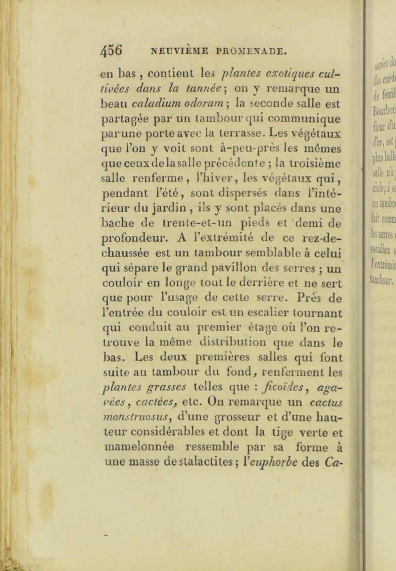 en bas , conlient les plantes exotiques cul^ tioées dans la tannée ; on y remarque un beau ealadiuin odorum ; la seconde salle est partagée par un tambour qui communique parune porte avec la terrasse. Les végétaux que l’on y voit sont à-peu-près les mômes queceuxdelasalle précédente ; la troisième salle renferme, l’iiiver, les végétaux qui, pendant l’été, sont dispersés dans l’inté- rieur du jardin , iis y sont placés dans une bâche de trente-et-un pieds et demi de profondeur. A l’extrémité de ce rez-de- chaussée est un tambour semblable à celui qui sépare le grand pavillon des serres ; un couloir en longe tout le derrière et ne sert que pour l’usage de celte serre. Près de l’entrée du couloir est un escalier tournant qui conduit au premier étage où l’on re- trouve la même distribution que dans le bas. Les deux premières salles qui font suite au tambour du fond, renferment les plantes grasses telles que : jicoïdes ^ i’ées, caetées, etc. On remarque un caetus I ynonstîuosus, d’une grosseur et d’une hau- teur considérables et dont la tige verte et ■ mamelonnée ressemble par sa forme à une masse de stalactites ; Veuphorbe des Ca-