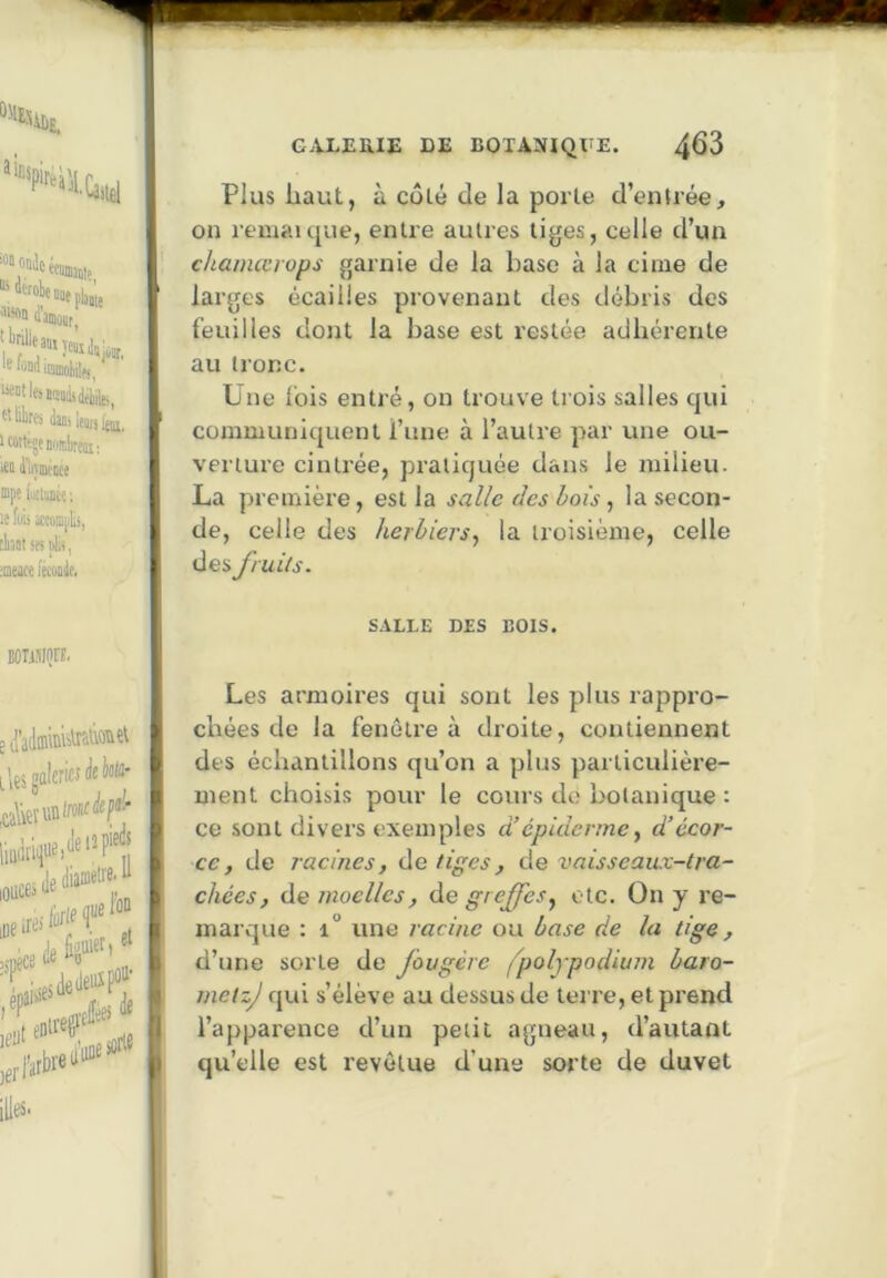 ‘‘‘pfeac.,^1 Plus haut, à Cülé de la porte d’entrée. d'amoyrj *ÛQQ “«“tleiiiBiàsiieli’ilei, tt lire danj leou Mtt(:»e HOeItoij : i£i iujmtnce ®pt futliuée ; le fuis iccoBjilis, liSBt ses plis, aeiiK i'écooic. on l’emaïque, entre autres liges, celle d’un chamœiops garnie de la base à la cime de larges écailles provenant des débris des l’euilles dont la base est restée adhérente au tronc. Une lois entré, on trouve trois salles qui communiquent l’une à l’autre par une ou- verture cintrée, pratiquée dans le milieu. La première, est la salle des bois, la secon- de, celle des herbiers^ la troisième, celle des fruits. EOTiSIon, S.VLLE DES BOIS. plejgalerwdjte- oace.^edia^el.a ! ' h ' 'ti** lies- Les armoires qui sont les plus rappi’o- ebées de la fenêtre à droite, contiennent des échantillons qu’on a plus particulière- ment choisis pour le cours de botanique : ce sont divers exemples d’épiderme, d’écor- ce, de racines, de tiges, de vaisseaux-tra- chées, de moelles, de greffes^ etc. On y re- marque : 1° une racine ou base de la tige, 1 d’une sorte de fougère ipolypodium baro- 1 metzj qui s’élève au dessus de terre, et prend [ l’apparence d’un petit agneau, d’autant 1 qu’elle est revêtue d’une sorte de duvet