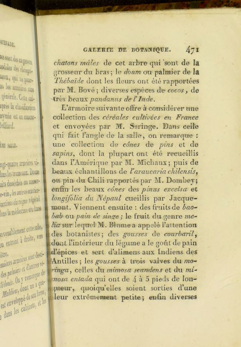 chatons mâles tle cet arbre qui Vont de la grosseur du bras ; le donm ou palmier de la Théhdide dont les fleurs ont été rapportées par M. Bové ; diverses espèces de cocos, de Arès beaux pandanus de-l’Inde. L’armoire suivante offre à considérer une collection des céréales cultiçées en France et envoyées par M. Seringe. Dans celle qui fait l’angle de la salle, on remarque : une collection de cônes de pins et de sapins., dont la plupart ont été recueillis dans l’Amérique par M. Micliaux ; puis de beaux échantillons de Varaucaria cliilensis^ ou pin du Chili rapportés par M. Dombey; enfin les beaux cônes des piniis excelsa et longifolia du Népaid cueillis par Jacque- mont. Viennent ensuite : des fruits de bao^ hab ou pain de sinste ; le fruit du genre me^ fia sur lequel M. Blnme a appelé l’attention des botanistes; des gousses de courharilj dont l’intérieur du légume a le goût de pain l’épices et sert d’alimens aux Indiens des Antilles ; les gousses à trois valves du mo- ’mga celles du mimosa senrtdens et du mi- •nosa enlada qui ont de 4 à 5 pieds de lon- çueur, quoiqu’elles soient sorties d’une leur exlrômeitteiît petite; enfin diverses