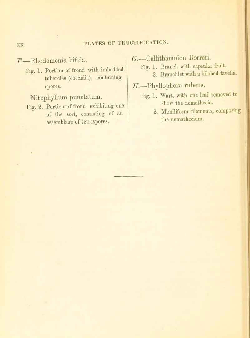 PLATES OF FRUCTIFICATION. F.—Rhodomenia bifida. Fig. 1. Portion of frond with imbedded tubercles (coccidia), containing spores. Nitoplryllum punctatum. Fig. 2. Portion of frond exhibiting one of the sori, consisting of an assemblage of tetraspores. G. —Callitbamnion Bovreri. Fig. 1. Branch with capsular fruit. 2. Brancblet with a bilobed favella. H. —PhjUopliora rubens. Fig. 1. Wart, with one leaf removed to show the nemathecia. 2. Moniliform filaments, composing the nemathecium.