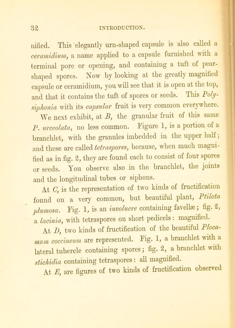 nified. This elegantly urn-shaped capsule is also called a ceramidium, a name applied to a capsule furnished with a terminal pore or opening, and containing a tuft of pear- shaped spores. Now by looking at the greatly magnified capsule or ceramidium, you will see that it is open at the top, and that it contains the tuft of spores or seeds. Tins Poly- siplionia, with its capsular fruit is very common everywhere. We next exhibit, at B, the granular fruit of this same P. urceolata, no less common. Figure 1, is a portion of a branclilet, with the granules imbedded in the upper half; and these are called tetraspores, because, when much magni- fied as in fig. 2, they are found each to consist of four spores or seeds. You observe also in the branchlet, the joints and the longitudinal tubes or siphons. At C, is the representation of two kinds of fructification found on a very common, but beautiful plant, Ptilota plumosa. Fig. 1, is an involucre containing favelite; fig. 2, a lacinia, with tetraspores on short pedicels: magnified. At D, two kinds of fructification of the beautiful Ploca- mum coccineum are represented. Fig. 1, a branchlet with a lateral tubercle containing spores; fig. 2, a branclilet with stichulia containing tetraspores: all magnified. At. E, are figures of two kinds of fructification observed