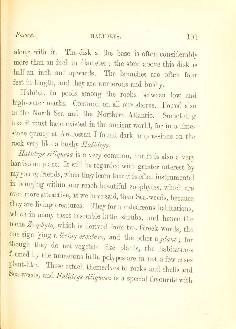 along with it. The disk at the base is often considerably more than an inch in diameter; the stem above this disk is half an inch and upwards. The branches are often four feet in length, and they are numerous and bushy. Habitat. In pools among the rocks between low and high-water marks. Common on all our shores. Found also in the North Sea and the Northern Atlantic. Something- like it must have existed in the ancient world, for in a lime- stone quarry at Ardrossan I found dark impressions on the rock very like a bushy Ealidrys. Ealidrys siliquosa is a very common, but it is also a very handsome plant. It will be regarded with greater interest by my young friends, when they learn that it is often instrumental in bringing within our reach beautiful zoophytes, which are even more attractive, as we have said, than Sea-weeds, because they are living creatures. They form calcareous habitations, which m many cases resemble little shrubs, and hence the name Zoophyte, which is derived from two Greek words, the one signifying a living creature, and the other a plant • for though they do not vegetate like plants, the habitations formed by the numerous little polypes are in not a few cases plant-hke. These attach themselves to rocks and shells and ca weeds, and Ealidrys siliquosa is a special favourite with