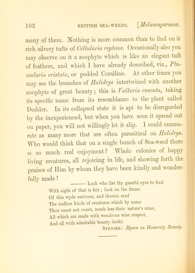 many of them. Nothing is more common than to find on it rich silvery tufts of Cellularia replans. Occasionally also you may observe on it a zoophyte which is like an elegant tuft of feathers, and which I have already described, viz., Plu- mularia cristatci, or podded Coralline. At other times j ou may see the branches of Halidrys intertwined with another zoophyte of great beauty; this is Voilkeria. cuscuta, taking its specific name from its resemblance to the plant called Dodder. In its collapsed state it is apt to be disregarded by the inexperienced, but when you have seen it spread out on paper, you will not willingly let it slip. I could enume- rate as many more that are often parasitical on Halidrys. Who would think that on a single bunch of Sea-weed there is so much real enjoyment? Whole colonies of happy living creatures, all rejoicing in life, and showing forth the praises of Him by whom they have been kindly and wonder- fully made! Look who list thy gazeful eyes to feed With sight of that is fair ; look on the frame Of this wyde universe, and therein read The endless lands of creatures which by name Thou canst not count, much less their nature’s aime, All which are made with wondrous wise respect, And all with admirable beauty deckt. Spenser : Hymn on Heavenly Beauty.