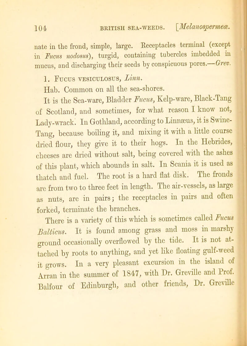 nate in the frond, simple, large. Keceptacles terminal (except in Fucus nodosus), turgid, containing tubercles imbedded in mucus, and discharging their seeds by conspicuous poies. G-rev. 1. Fucus vesiculosus, Linn. Hab. Common on all the sea-shores. It is the Sea-ware, Bladder Fucus, Kelp-ware, Black-Tang of Scotland, and sometimes, for what reason I know not. Lady-wrack. In Gotliland, according to Linnaeus, it is Swine- Tang, because boiling it, and mixing it with a little course dried flour, they give it to their hogs. In the Hebrides, cheeses are dried without salt, being covered with the ashes of this plant, which abounds in salt. In Scania it is used as thatch and fuel. The root is a hard flat disk. The fronds are from two to three feet in length. The ah-vessels, as large as nuts, are in pairs; the receptacles in pairs and often forked, terminate the branches. There is a variety of this which is sometimes called Fucus Balticus. It is found among grass and moss in marshy ground occasionally overflowed by the tide. It is not at- tached by roots to anything, and yet like floating gulf-weed it grows. In a very pleasant excursion in the island of Arran in the summer of 1847, with Dr. Greville and Prof. Balfour of Edinburgh, and other friends, Dr. Greville