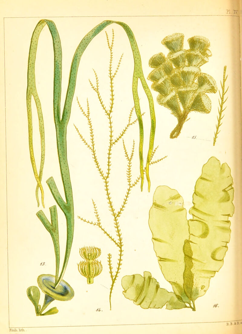 B I *8’ Pitch- lith.