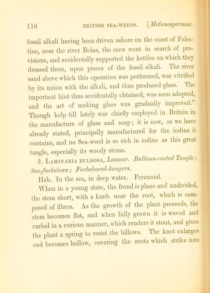 fossil alkali having been driven ashore on the coast of Pales- tine, near the river Bolas, the crew went in search of pro- visions, and accidentally supported the kettles on which they dressed them, upon pieces of the fossil alkali. The river sand above which this operation was performed, was vitrified by its union with the alkali, and thus produced glass. The important hint thus accidentally obtained, was soon adopted, and the art of making glass was gradually improved Though kelp till lately was chiefly employed in Britain in the manufacture of glass and soap; it is now, as we have already stated, principally manufactured for the iodine it contains, and no Sea-weed is so rich in iodine as this great tangle, especially its woody stems. 2. Laminaiha bulbosa, Lamour. Bulbous-rooted Tangle ; Sea-furbelows ; Furbelowed-hangers. Hab. In the sea, in deep water. Perennial. When in a young state, the frond is plane and undii ided, the stem short, with a knob near the root, which is com- posed of fibres. As the growth of the plant proceeds, the stem becomes flat, and when fully grown it is waved and curled in a curious manner, which renders it stout, and gives the plant a spring to resist the billows. The knot enlarges and becomes hollow, covering the roots which strike into