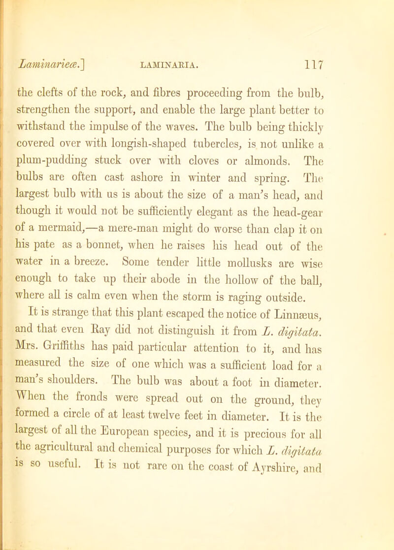 the clefts of the rock, and fibres proceeding from the bulb, strengthen the support, and enable the large plant better to withstand the impulse of the waves. The bulb being thickly covered over with longish-shaped tubercles, is not unlike a plum-pudding stuck over with cloves or almonds. The bulbs are often cast ashore in winter and spring. The largest bulb with us is about the size of a mauls head, and though it would not be sufficiently elegant as the head-gear of a mermaid,—a mere-man might do worse than clap it on his pate as a bonnet, when he raises his head out of the water in a breeze. Some tender little mollusks are wise enough to take up their abode in the hollow of the ball, where all is calm even when the storm is raging outside. It is strange that this plant escaped the notice of Linnaeus, and that even Bay did not distinguish it from L. digitata. Mrs. Griffiths has paid particular attention to it, and has measured the size of one which was a sufficient load for a man's shoulders. The bulb was about a foot in diameter. When the fronds were spread out on the ground, they formed a circle of at least twelve feet in diameter. It is the largest of all the European species, and it is precious for all the agricultural and chemical purposes for which L. digitata is so useful. It is not rare on the coast of Ayrshire, and