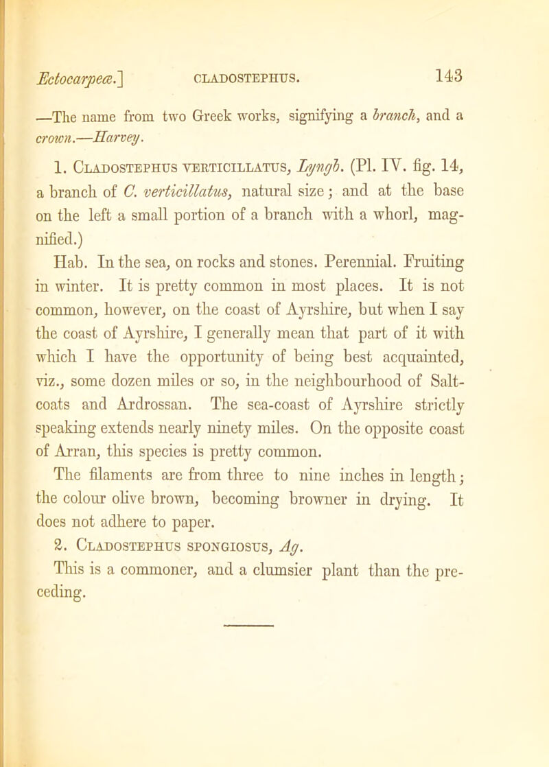 —The name from two Greek works, signifying a branch, and a croton.—Harvey. 1. Cladostephus verticillatus, Lyngl. (PL IY. fig. 14, a branch of C. verticillatus, natural size; and at the base on the left a small portion of a branch with a whorl, mag- nified.) Hab. In the sea, on rocks and stones. Perennial. Fruiting in winter. It is pretty common in most places. It is not common, however, on the coast of Ayrshire, but when I say the coast of Ayrshire, I generally mean that part of it with which I have the opportunity of being best acquainted, viz., some dozen miles or so, in the neighbourhood of Salt- coats and Ardrossan. The sea-coast of Ayrshire strictly speaking extends nearly ninety miles. On the opposite coast of Arran, this species is pretty common. The filaments are from three to nine inches in length; the colour olive brown, becoming browner in drying. It does not adhere to paper. 2. Cladostephus spongiosus, Ay. This is a commoner, and a clumsier plant than the pre- ceding.
