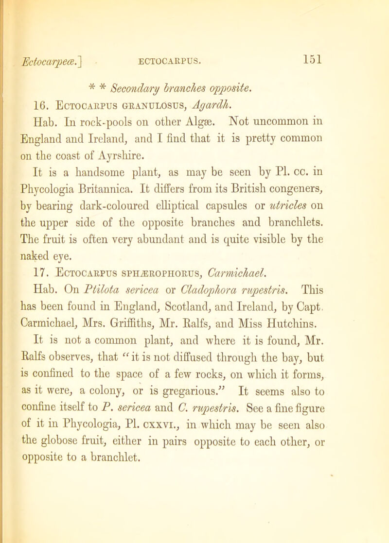 * * Secondary branches opposite. 16. Ectocarpus granulosus, Agardh. Hab. In rock-pools on other Algse. Not uncommon in England and Ireland, and I find that it is pretty common on the coast of Ayrshire. It is a handsome plant, as may be seen by PI. cc. in Phycologia Britannica. It differs from its British congeners, by bearing dark-coloured elliptical capsules or utricles on the upper side of the opposite branches and branchlets. The fruit is often very abundant and is quite visible by the naked eye. 17. Ectocarpus sphjeropiiorus, Carmichael. Hab. On Ptilota sericea or Cladophora rupestris. This has been found in England, Scotland, and Ireland, by Capt, Carmichael, Mrs. Griffiths, Mr. Ralfs, and Miss Hutchins. It is not a common plant, and where it is found, Mr. Ralfs observes, that “ it is not diffused through the bay, but is confined to the space of a few rocks, on which it forms, as it were, a colony, or is gregarious.” It seems also to confine itself to P. sericea and C. rupestris. See a fine figure of it in Phycologia, PL cxxvi., in which may be seen also the globose fruit, either in pairs opposite to each other, or opposite to a branchlet.