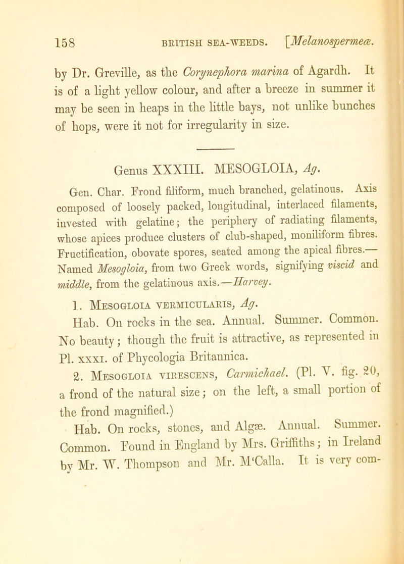 by Dr. Greville, as tlie Corynephora marina of Agardh. It is of a light yellow colour, and after a breeze in summer it may be seen in heaps in the little bays, not unlike bunches of hops, were it not for irregularity in size. Genus XXXIII. MESOGLOIA, Ag. Gen. Char. Frond filiform, much branched, gelatinous. Axis composed of loosely packed, longitudinal, interlaced filaments, invested with gelatine; the periphery of radiating filaments, whose apices produce clusters of club-shaped, moniliform fibres. Fructification, obovate spores, seated among the apical fibres.— Named Mesogloia, from two Greek words, signifying viscid and middle, from the gelatinous axis .—Harvey. 1. Mesogloia vermicularis, Ag. Hab. On rocks in the sea. Annual. Summer. Common. No beauty; though the fruit is attractive, as represented in PI. xxxi. of Pliycologia Britaunica. 2. Mesogloia virescens, Carmichael. (PI. V. fig. 20, a frond of the natural size; on the left, a small portion of the frond magnified.) Hab. On rocks, stones, and Algae. Annual. Summer. Common. Pound in England by Mrs. Griffiths; in Ireland by Mr. W. Thompson and Mr. M'Calla. It is very com-